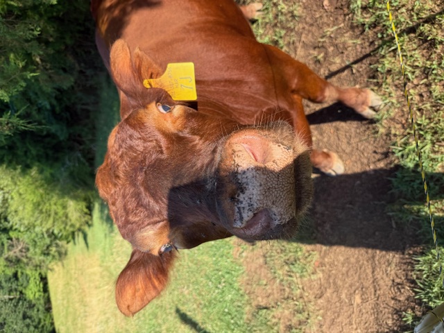 Lowline Bull