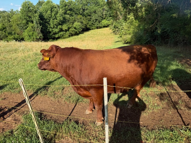 Lowline Bull
