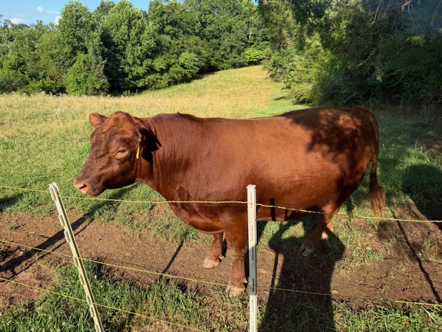 Lowline Bull