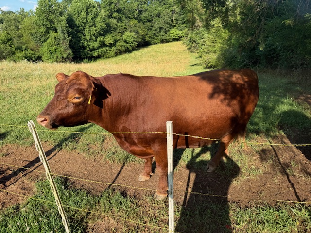 Lowline Bull
