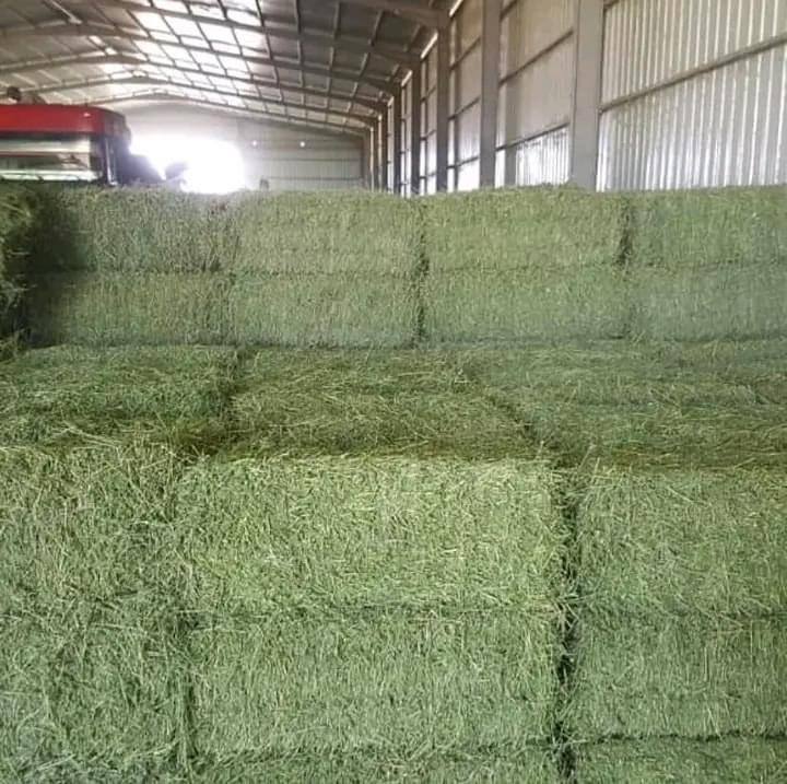HORSE QUALITY ALFALFA HAY AVAILABLE FOR DELIVERY