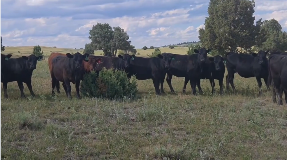 900 lb, gentle bred heifers, April 1 calvers! – Home raised BH721A5