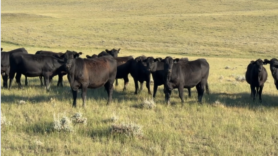 Jet black, home-raised, March 20th for 60 days calving!