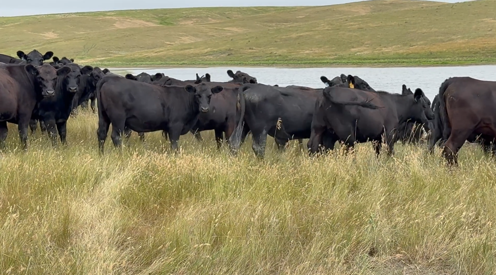 Fancy, 900lb, Pelvic measured, March- April calvers! BH724B5