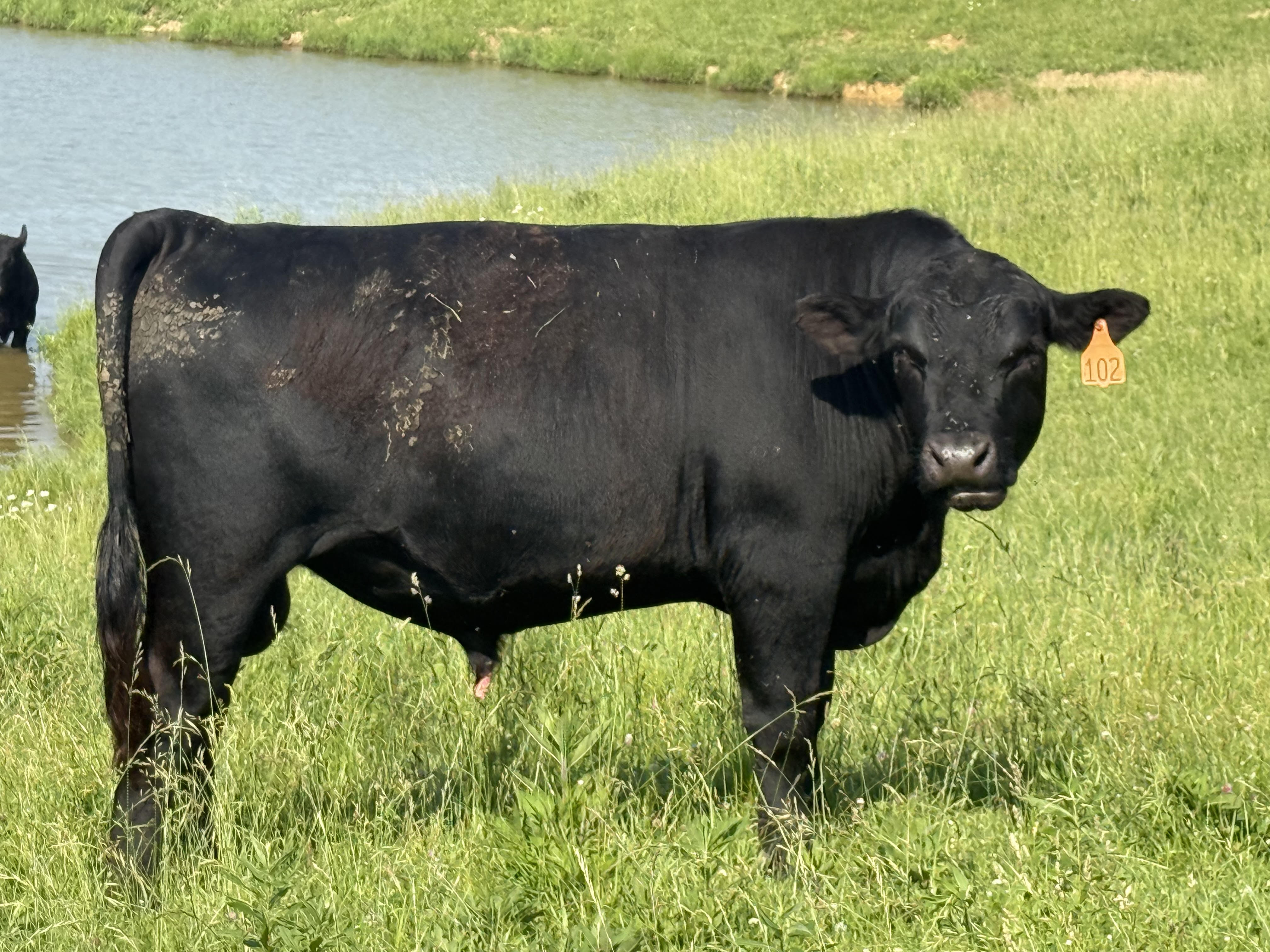 Black Angus Bull