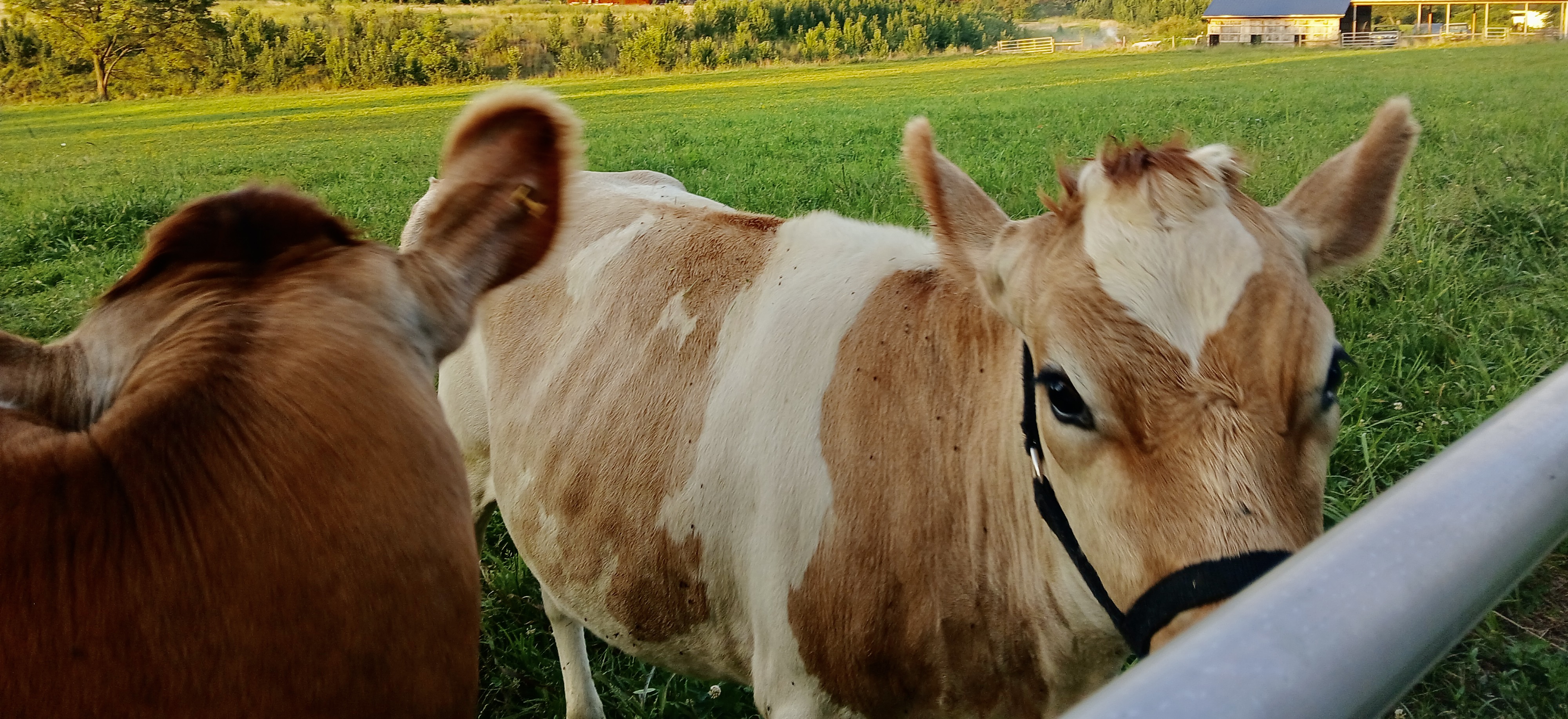 Jersey/Holstein Heifer