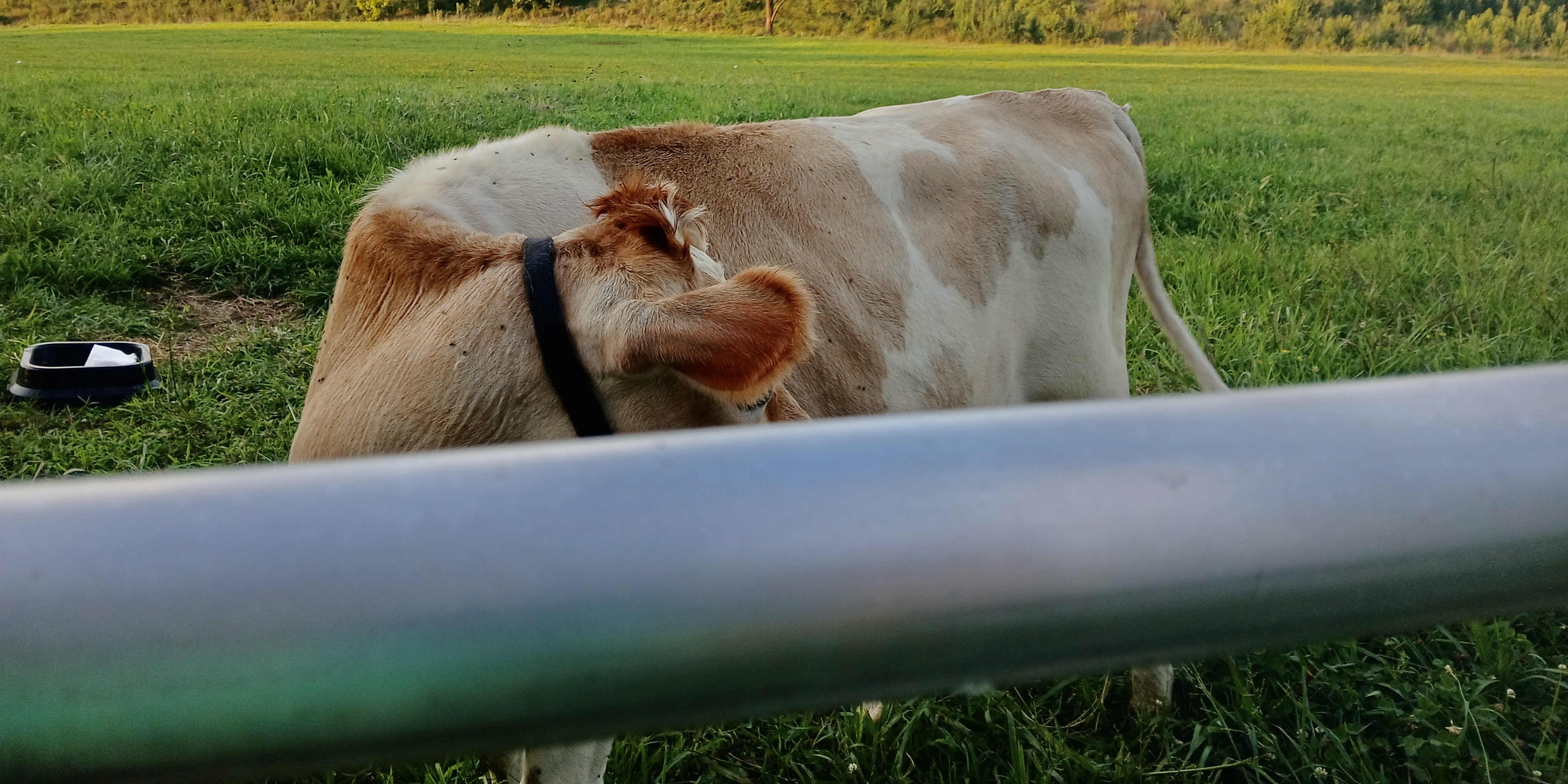 Jersey/Holstein Heifer