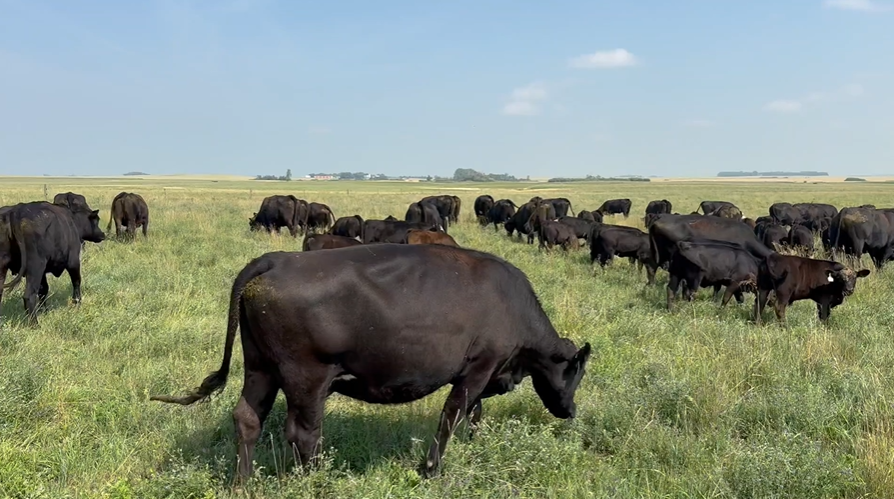 running age bred cows! Bc807A5
