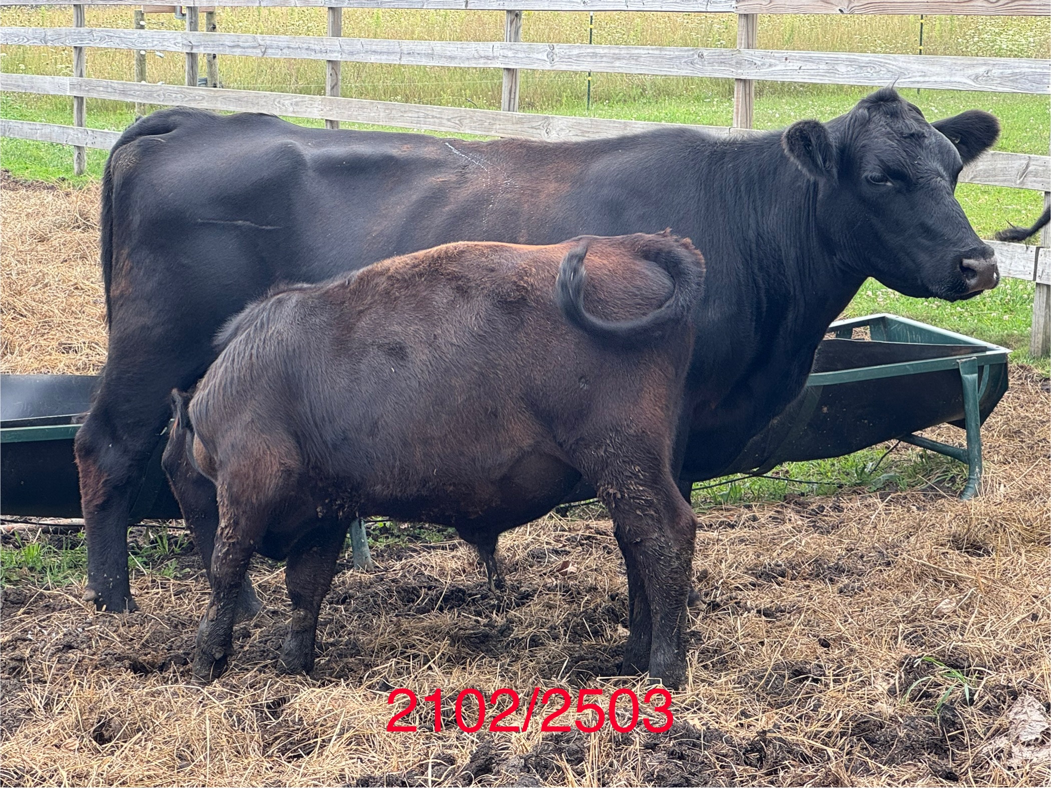 Registered Black Angus Cow Bull Calf Pairs