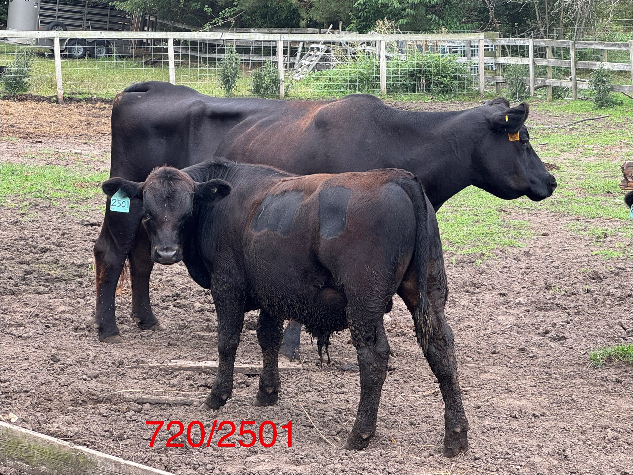 Registered Black Angus Cow Bull Calf Pairs