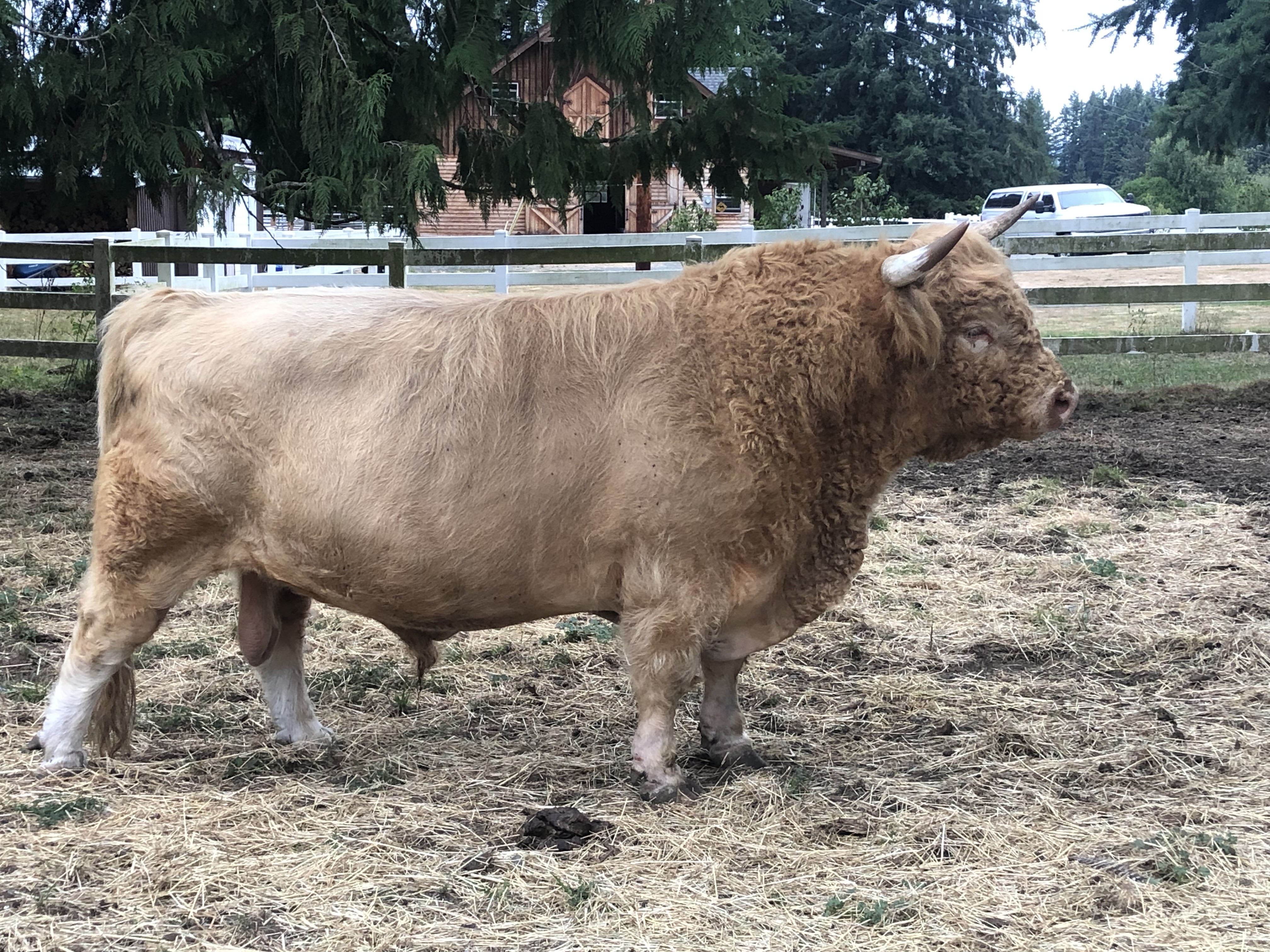 Registered Highland Bull – Reserve Champion Bloodlines