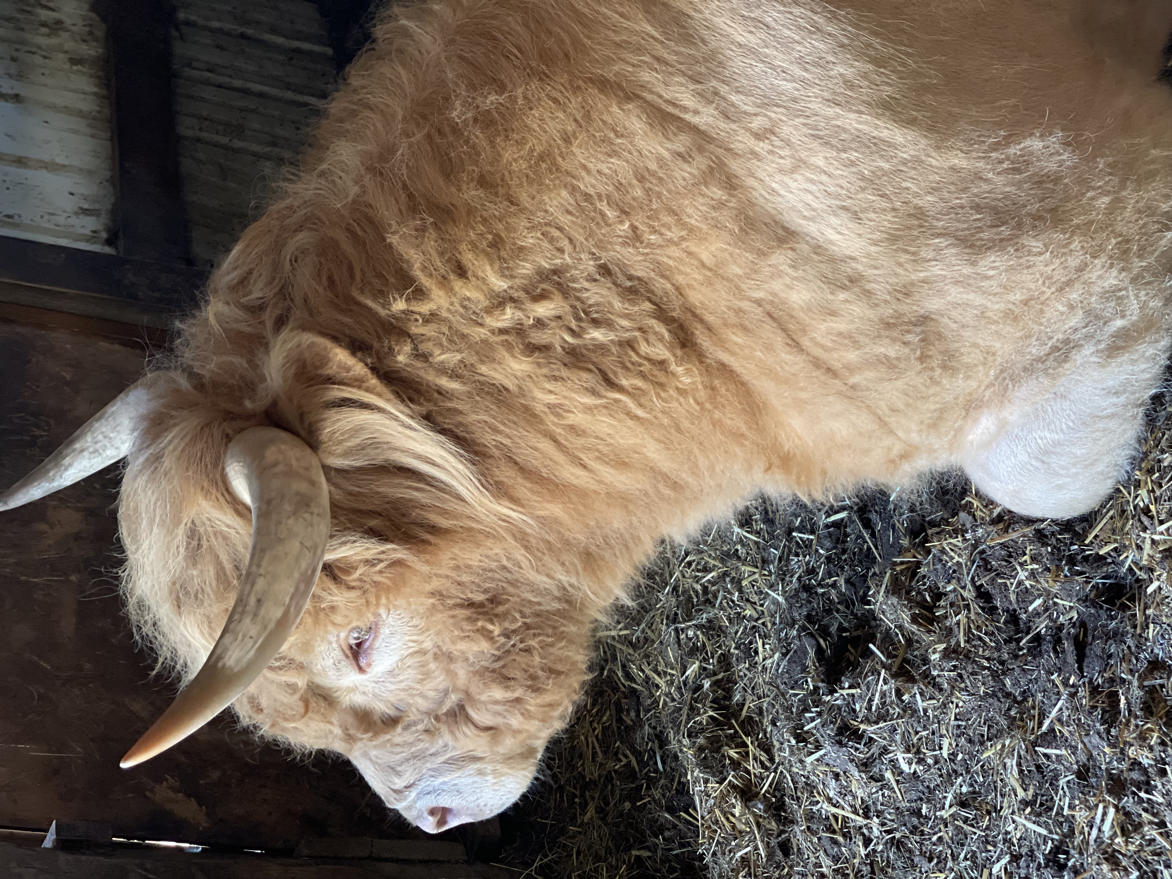 Registered Highland Bull – Reserve Champion Bloodlines