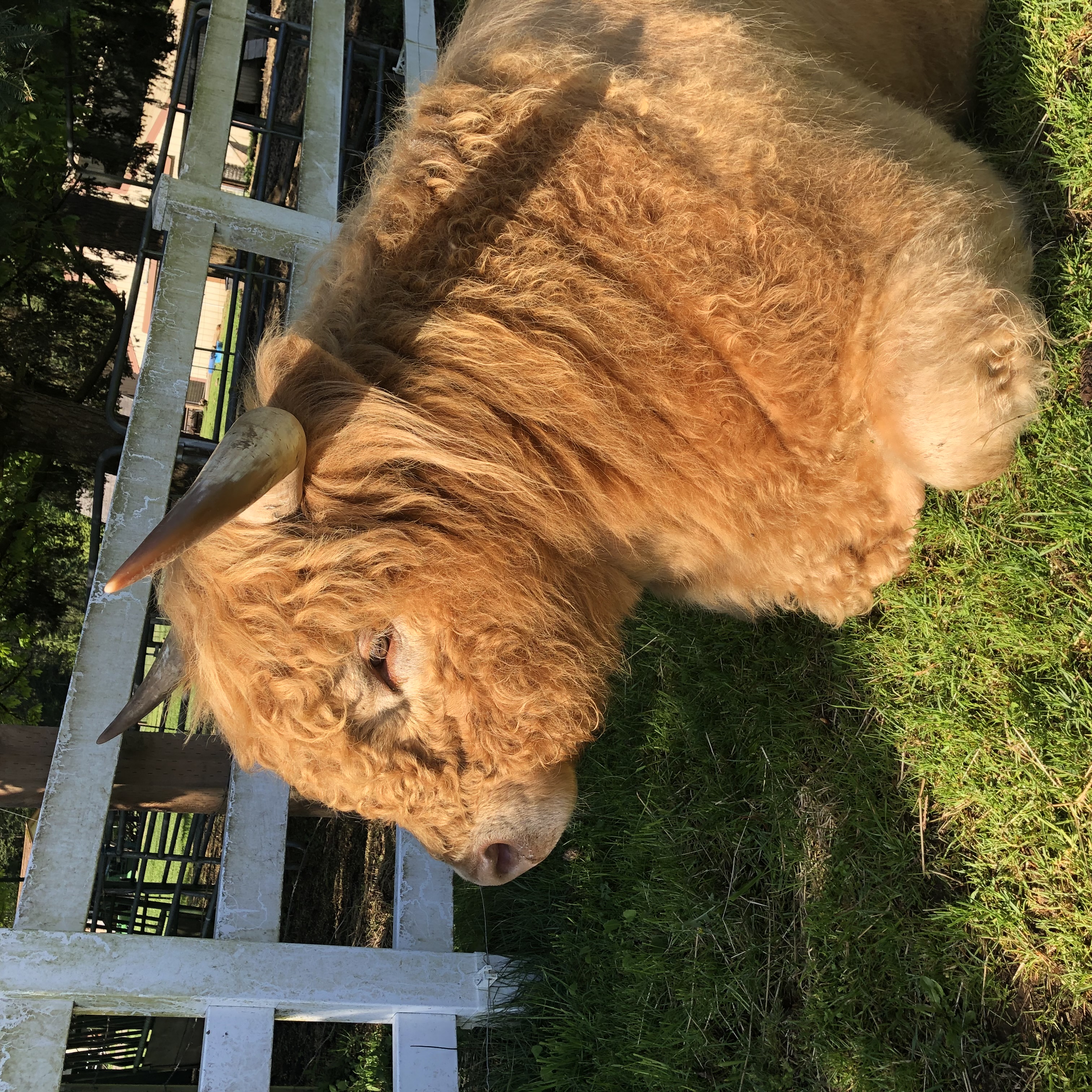 Registered Highland Bull – Reserve Champion Bloodlines