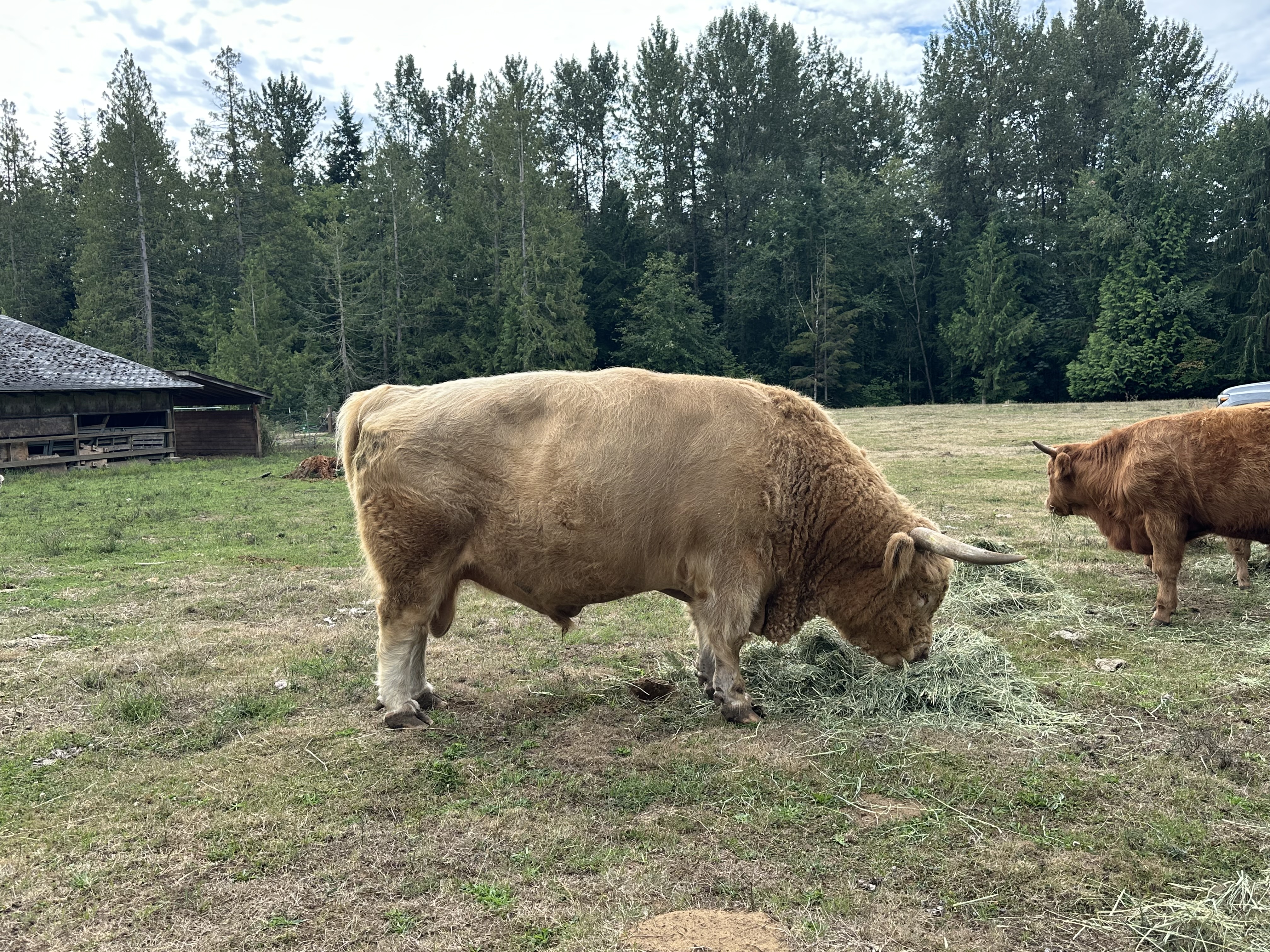 Registered Highland Bull – Reserve Champion Bloodlines