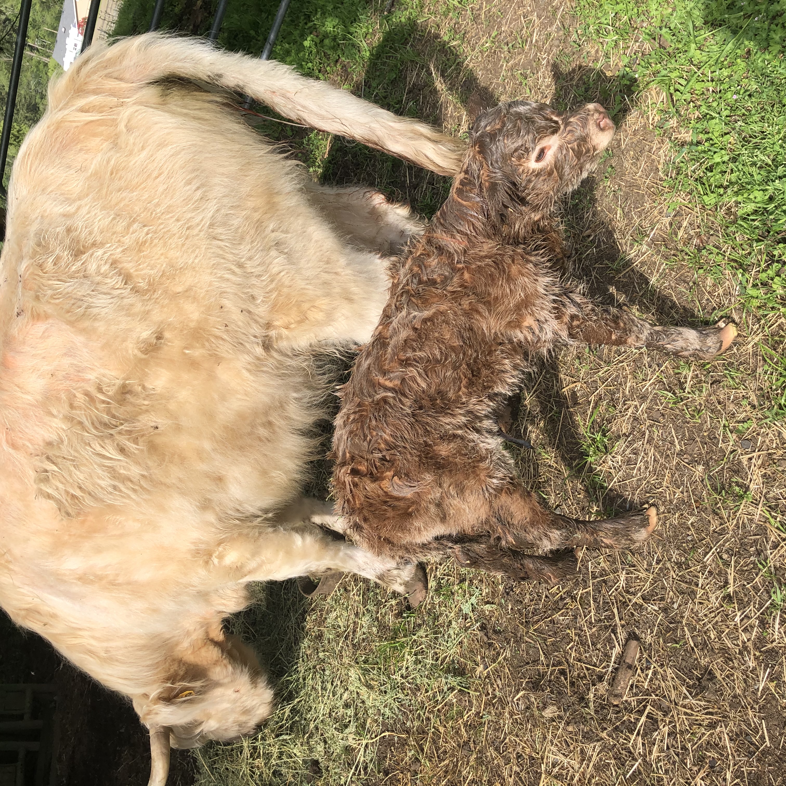 Highland Cow with Calf at Side – Very Tame – Possible 3-in-1 Package