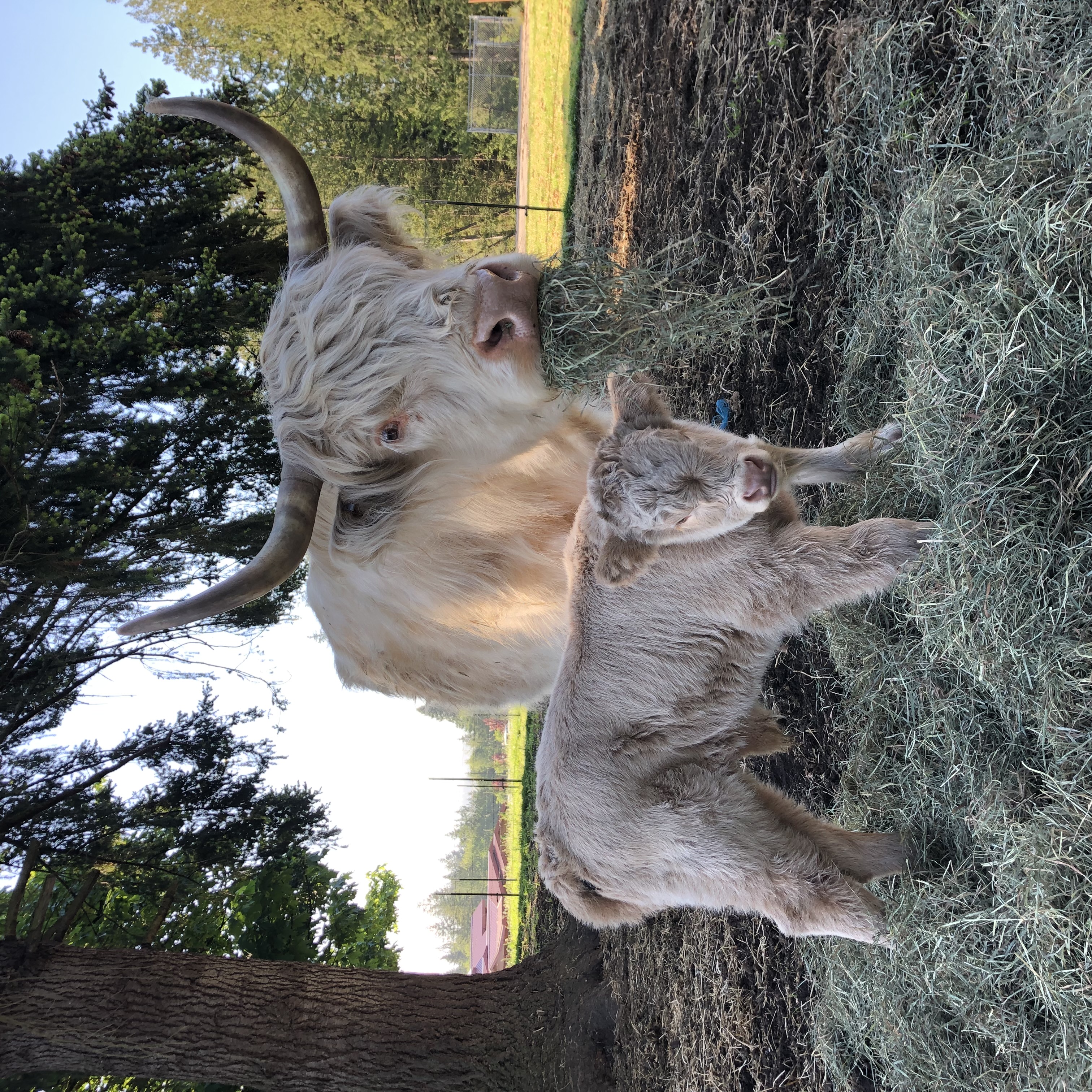 Highland Cow with Calf at Side – Very Tame – Possible 3-in-1 Package