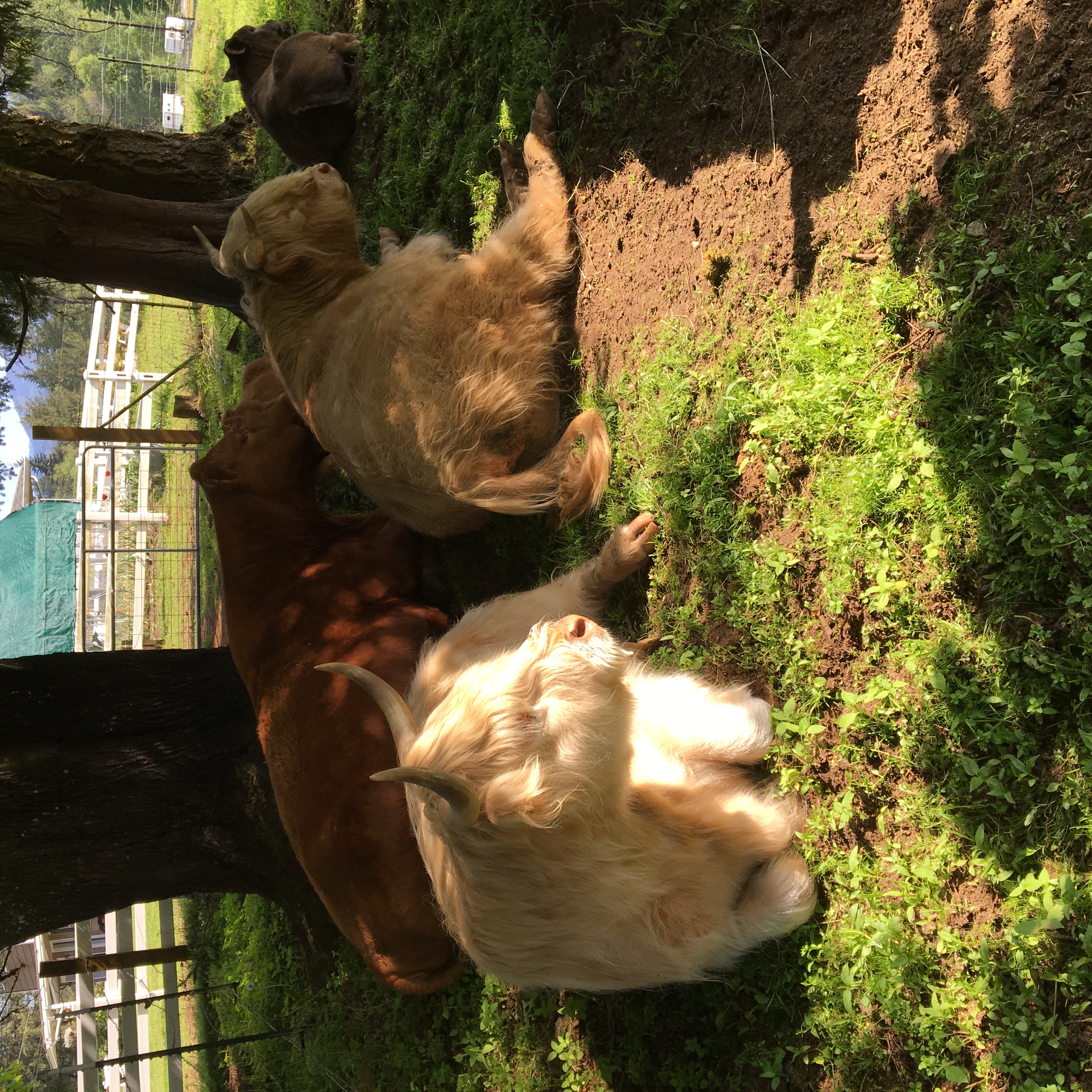 Highland Cow with Calf at Side – Very Tame – Possible 3-in-1 Package