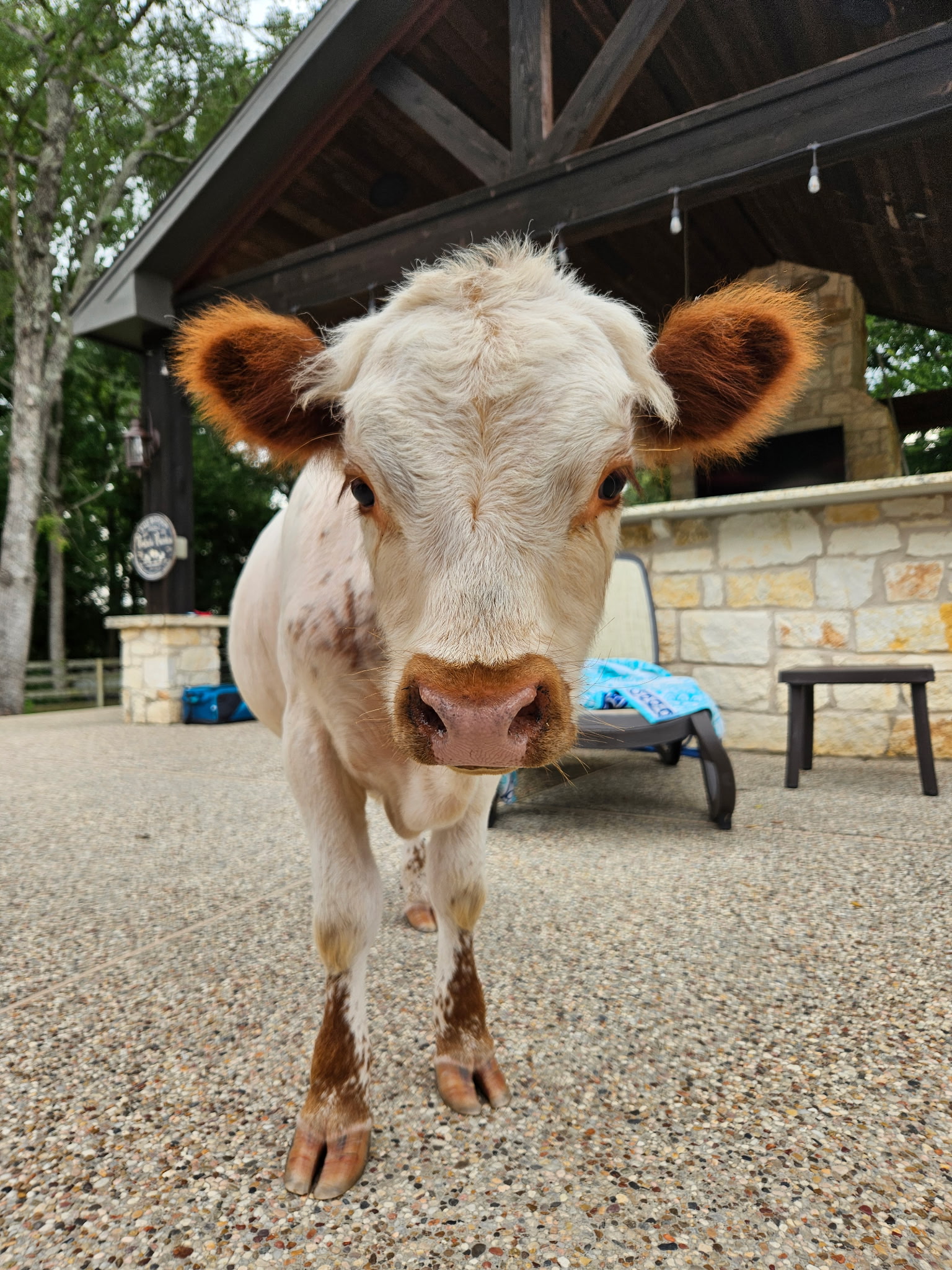 Mini HighPark Bull