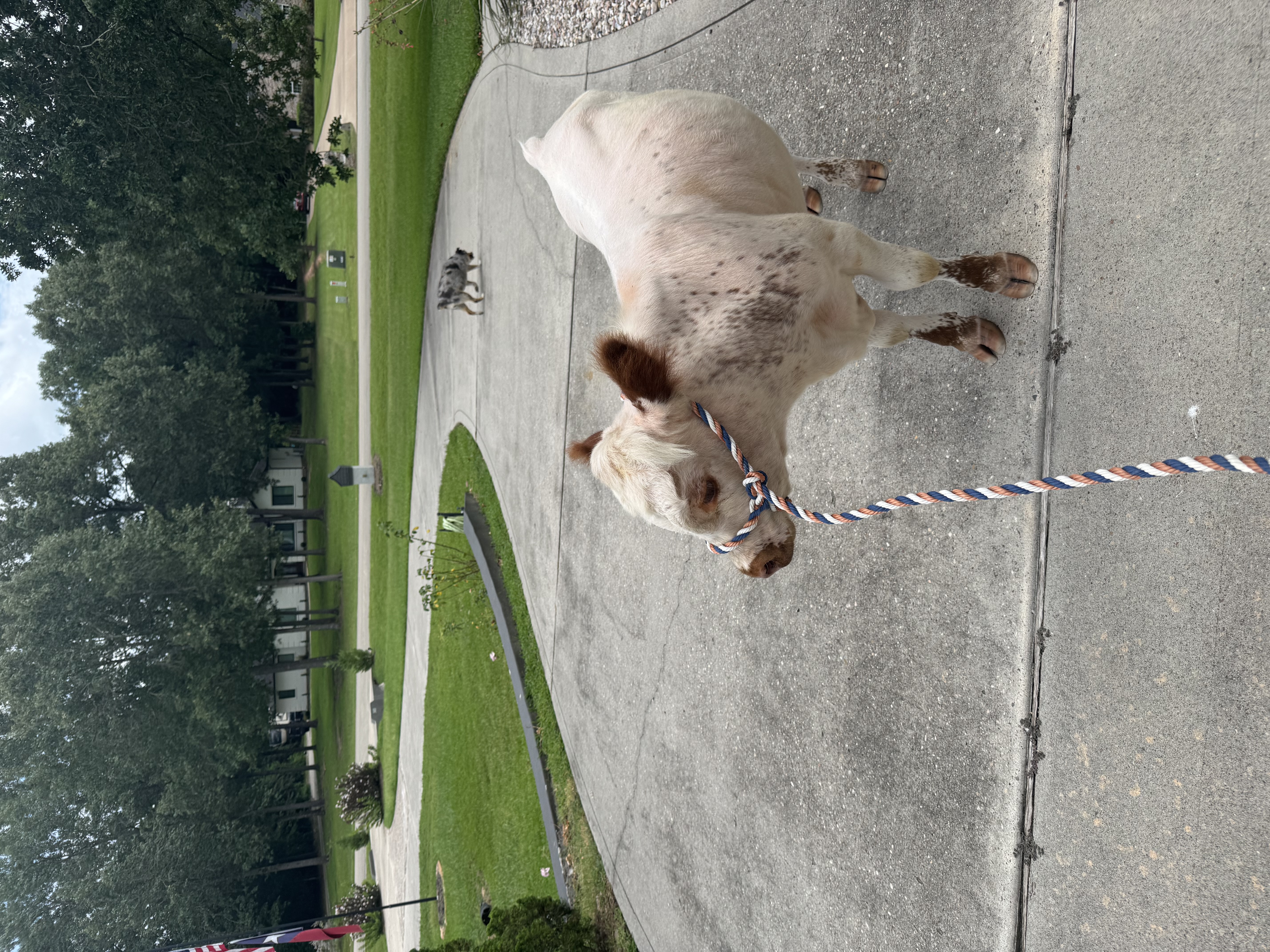 Mini HighPark Bull