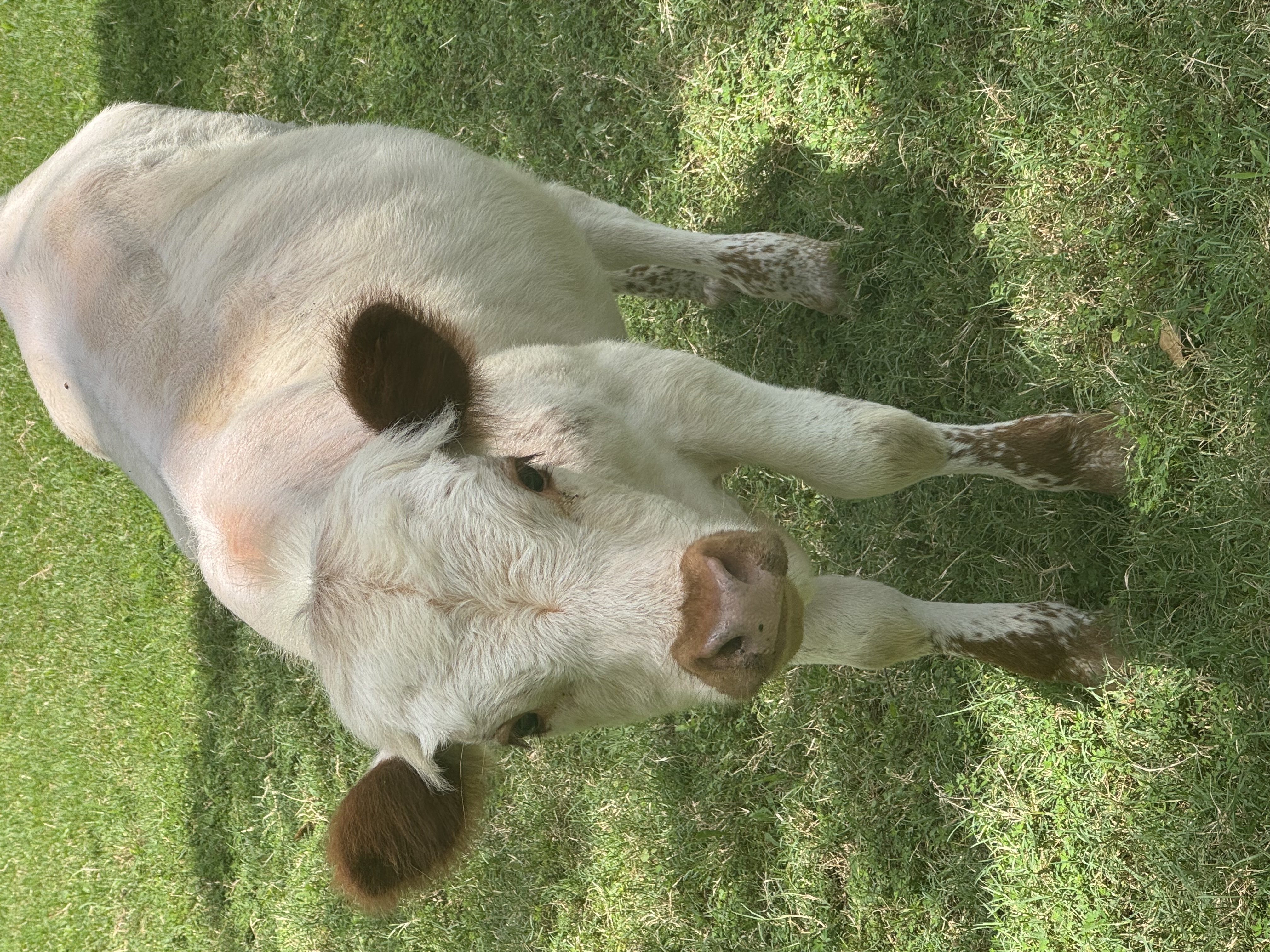 Mini HighPark Bull