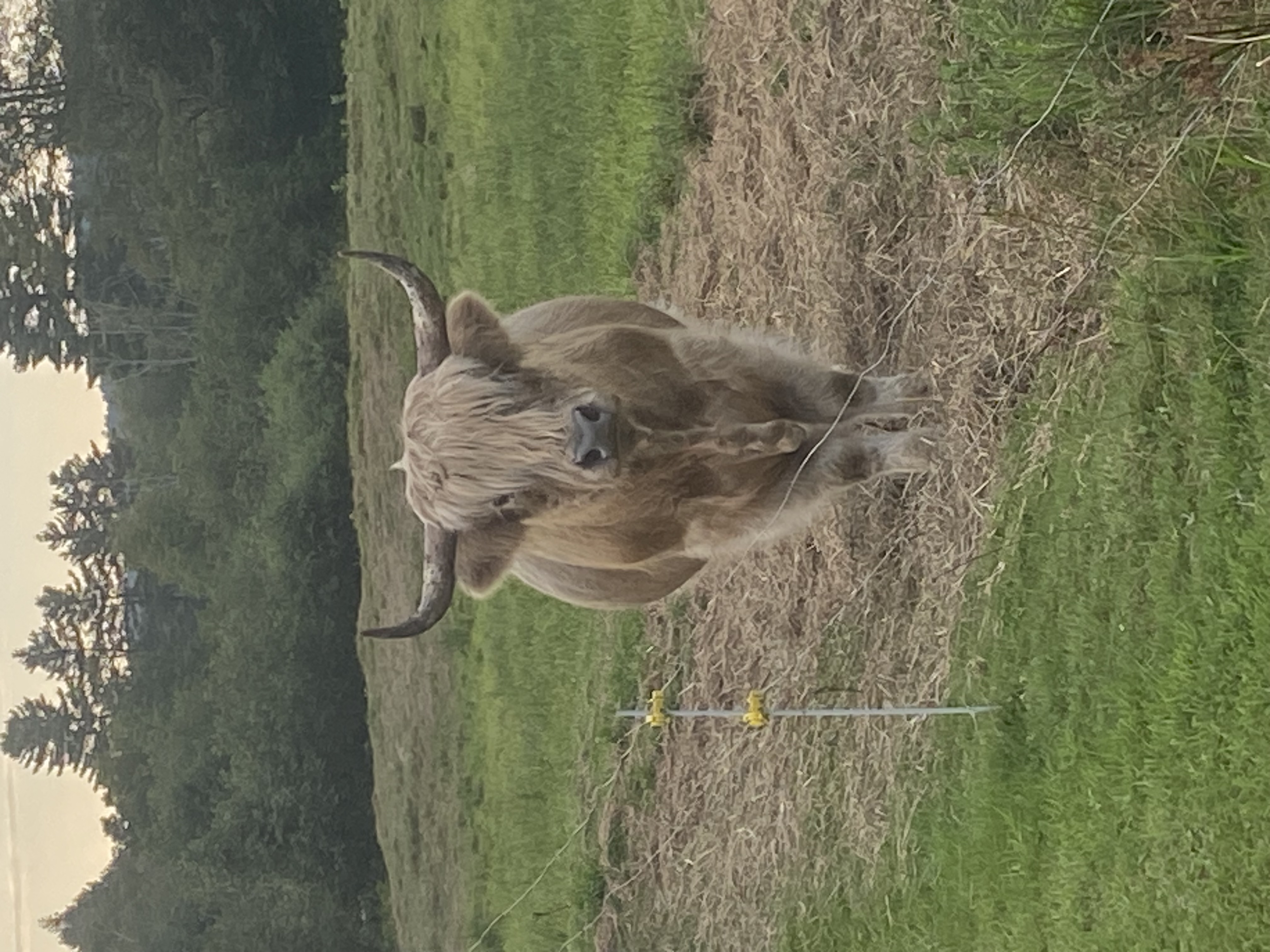 Scottish Highland