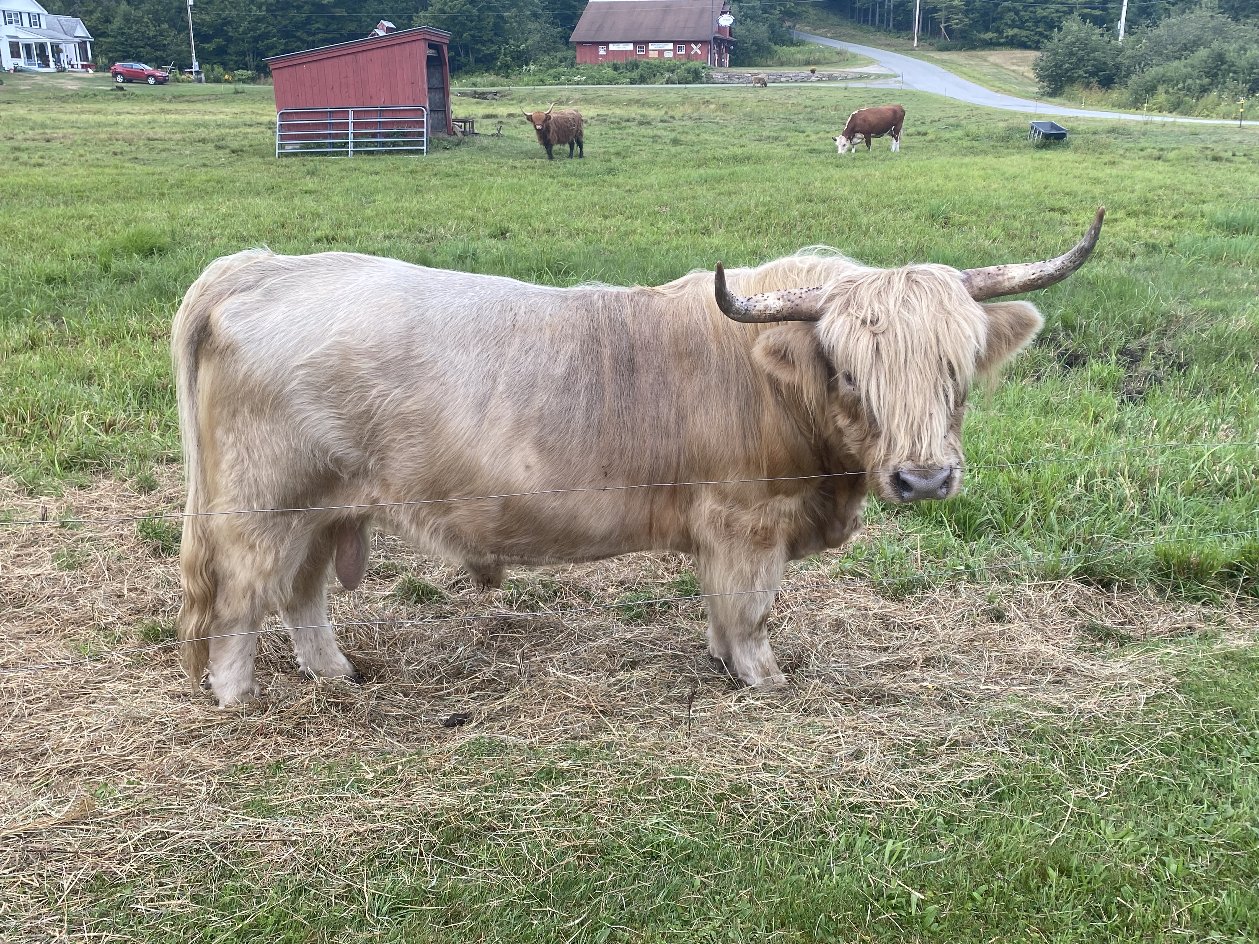 Scottish Highland