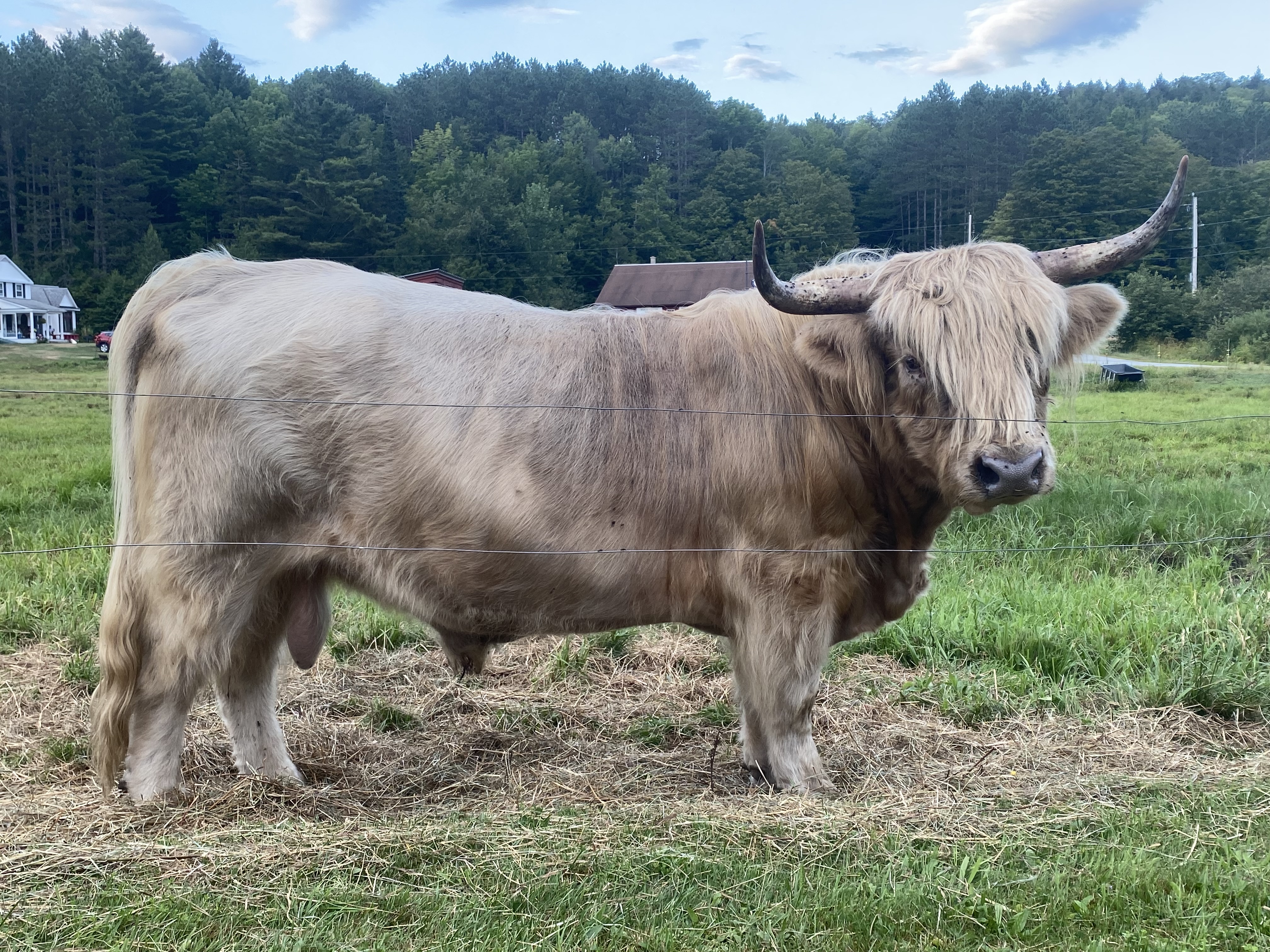 Scottish Highland