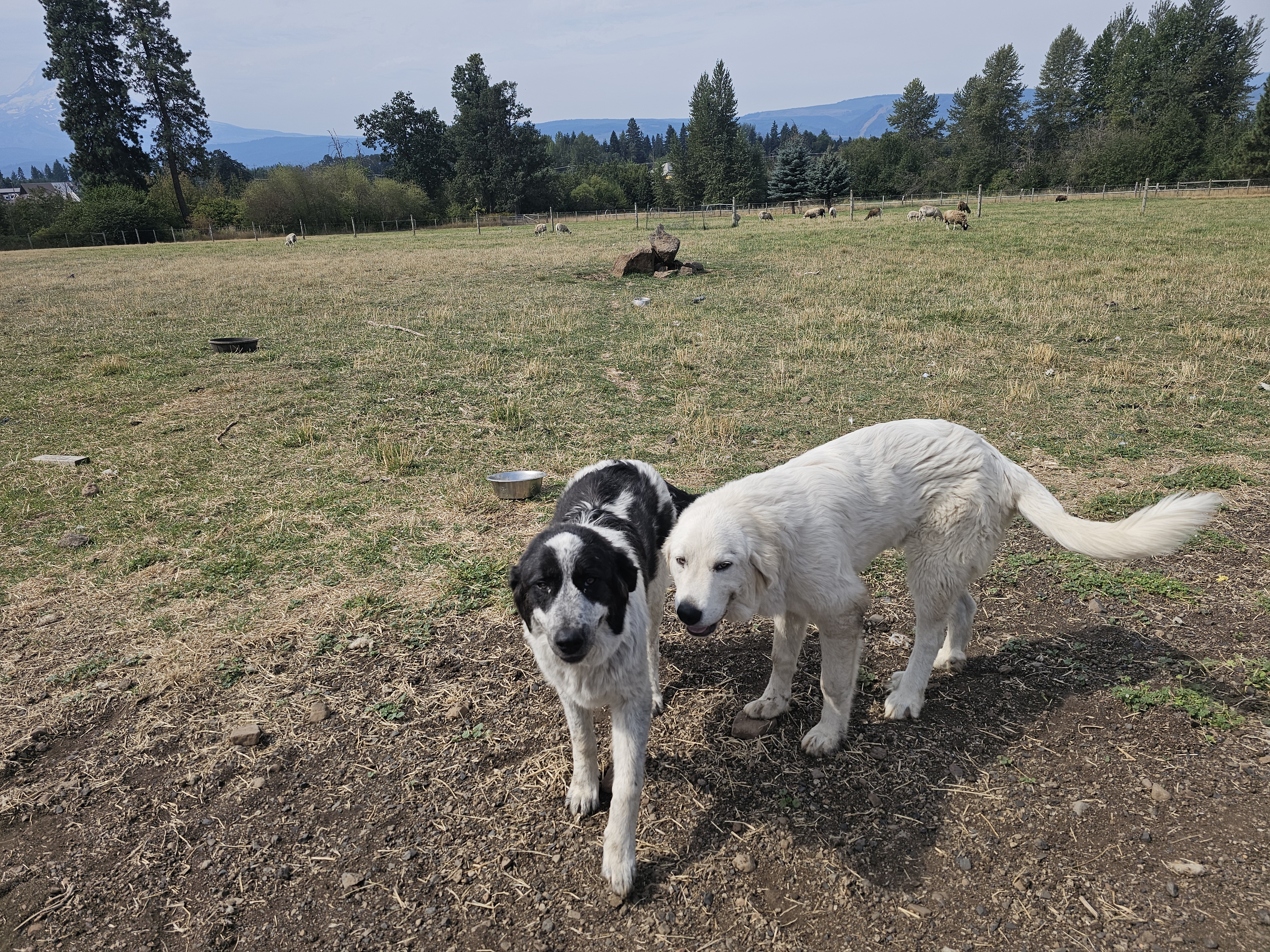 LGD Working Pair