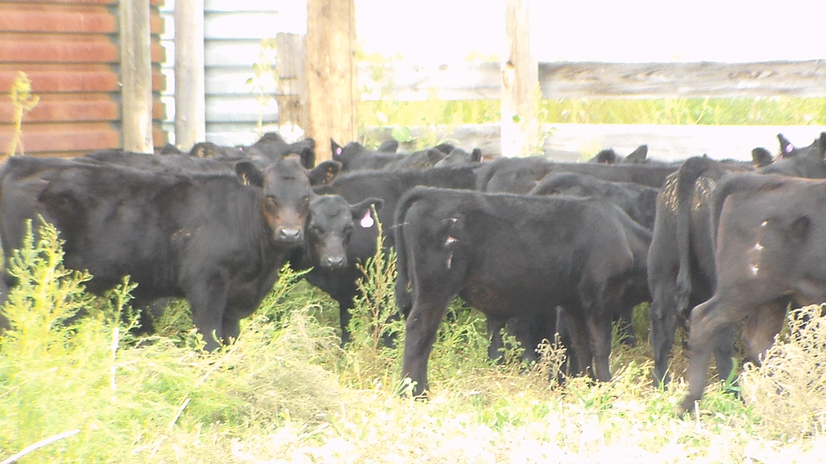 Donahey Cattle