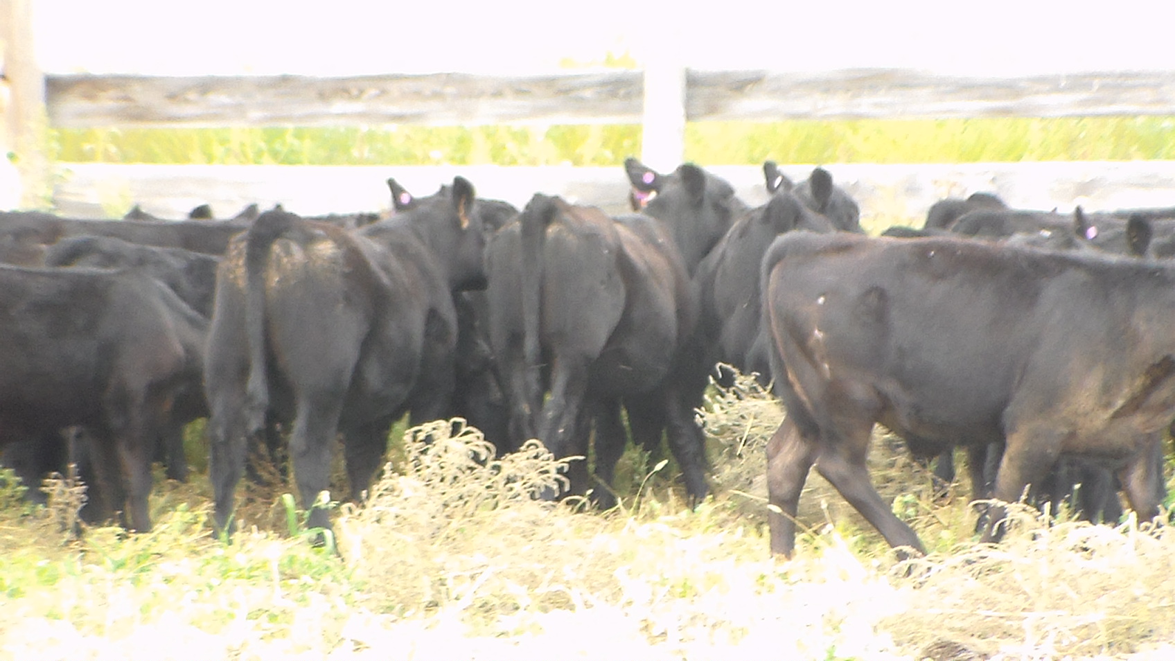 Donahey Cattle