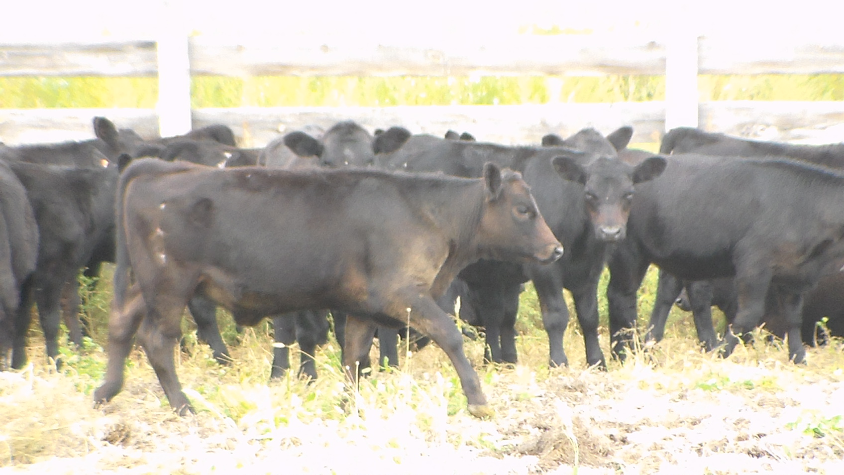 Donahey Cattle