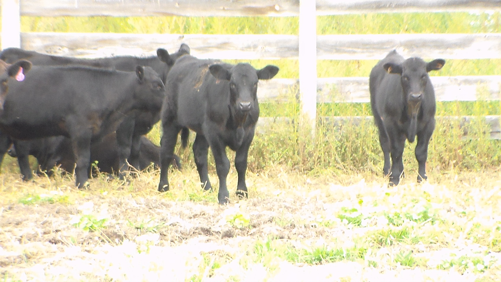 Donahey Cattle