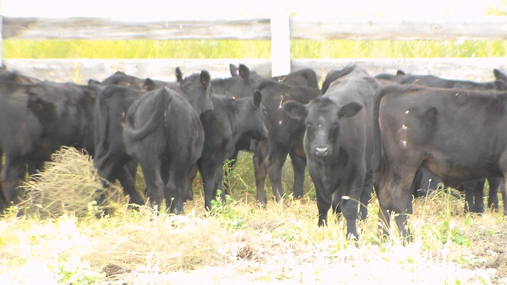 Donahey Cattle