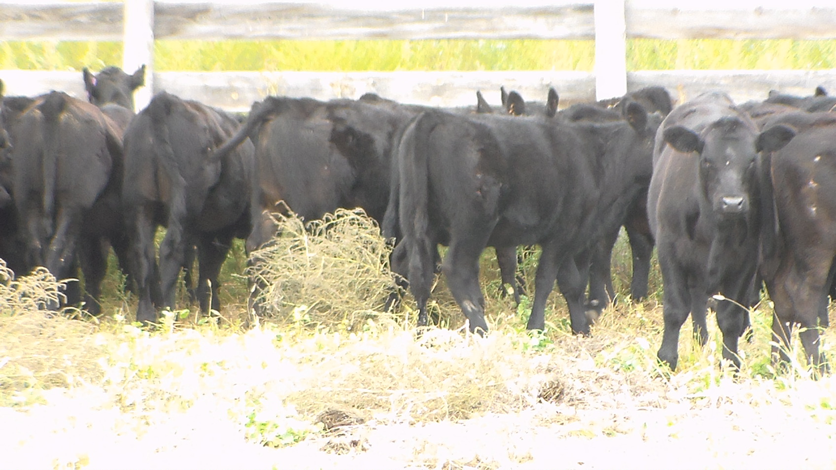 Donahey Cattle