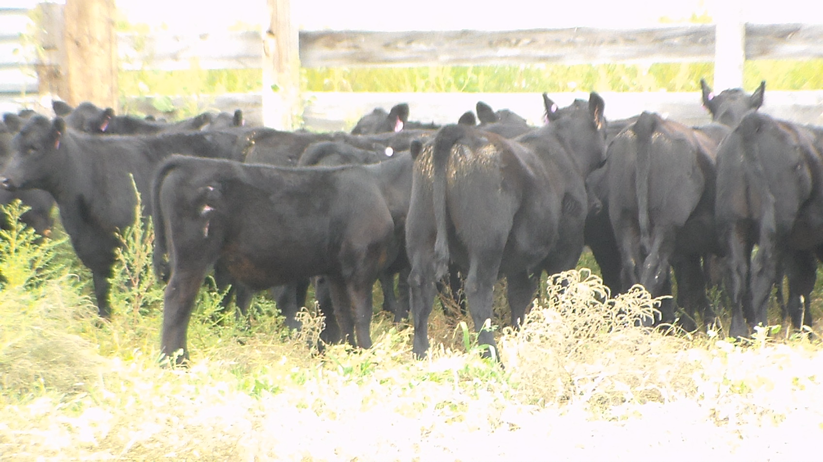 Donahey Cattle