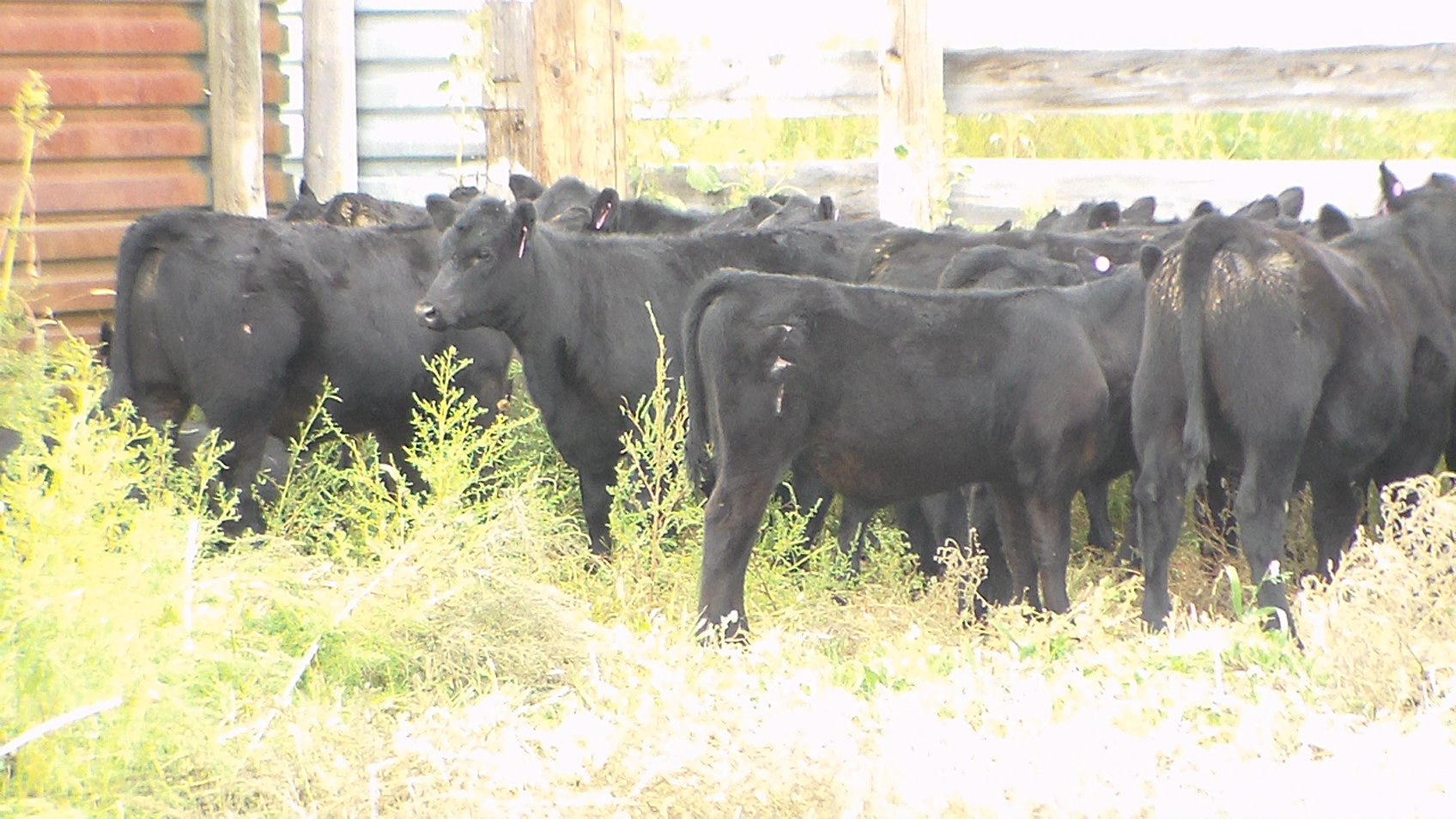 Donahey Cattle