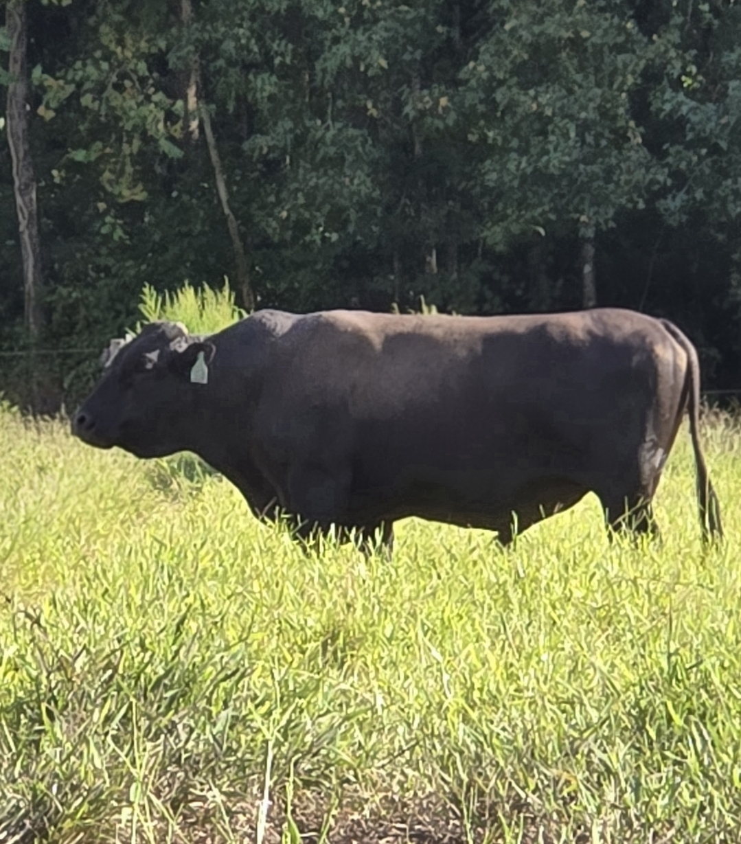 Registered Fullblood Black Wagyu Bull
