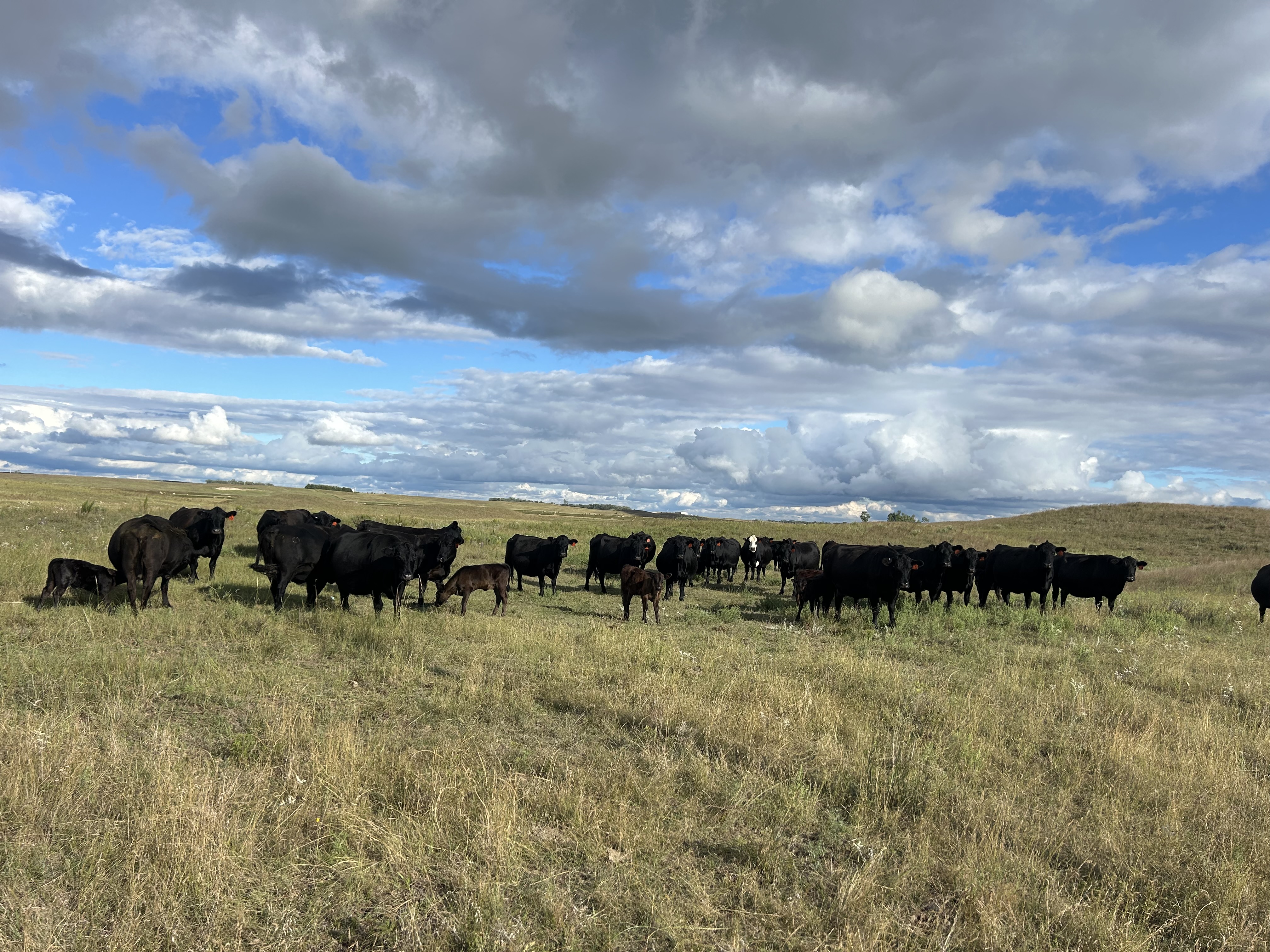 85 fall pairs! 1400 lbs calving until Oct 31! CP904A5