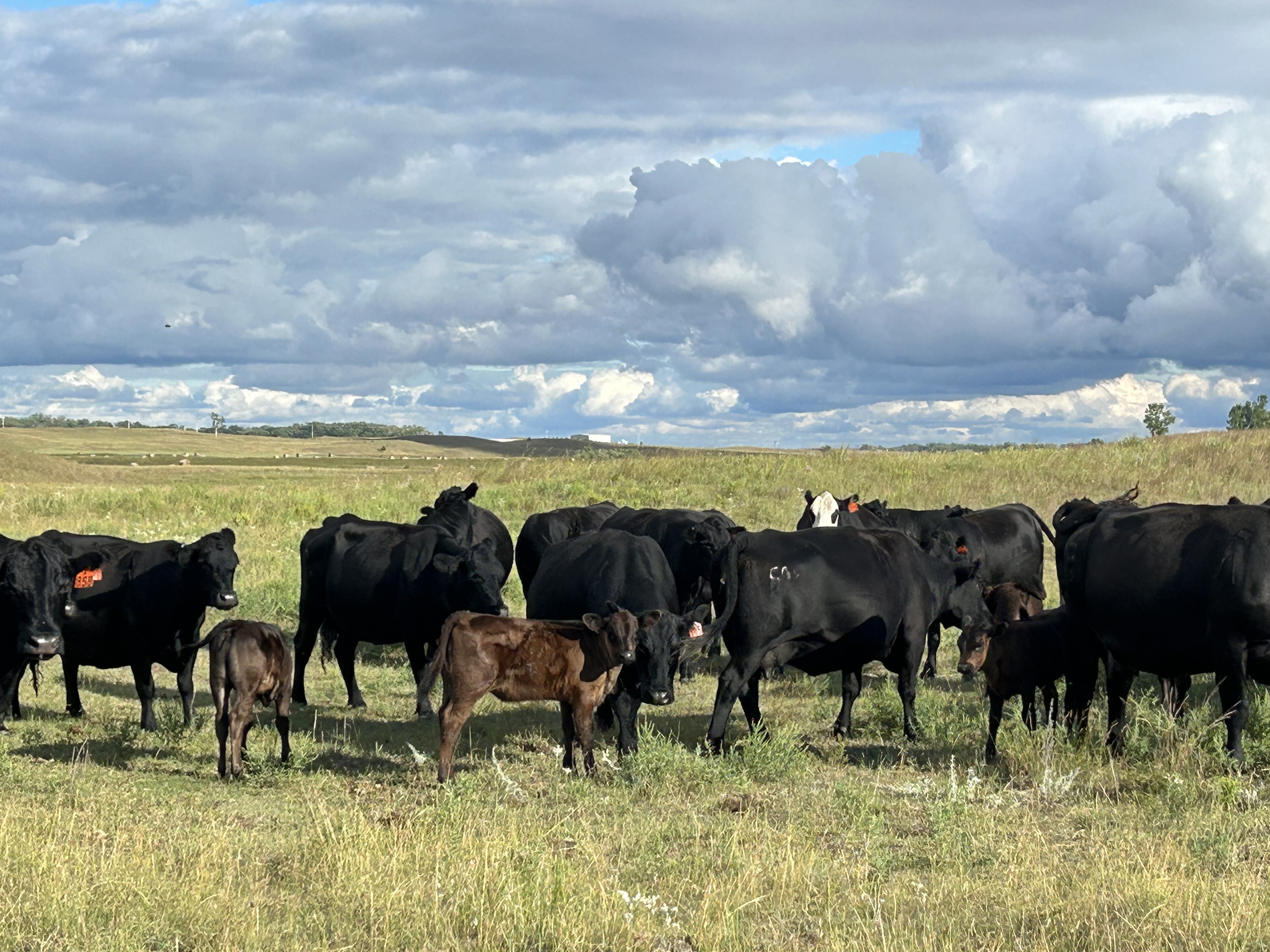 85 fall pairs! 1400 lbs calving until Oct 31! CP904A5