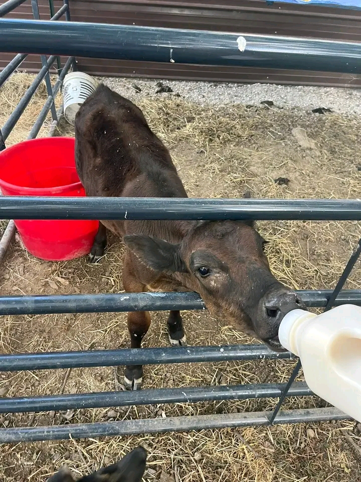 Bootled calf for sale