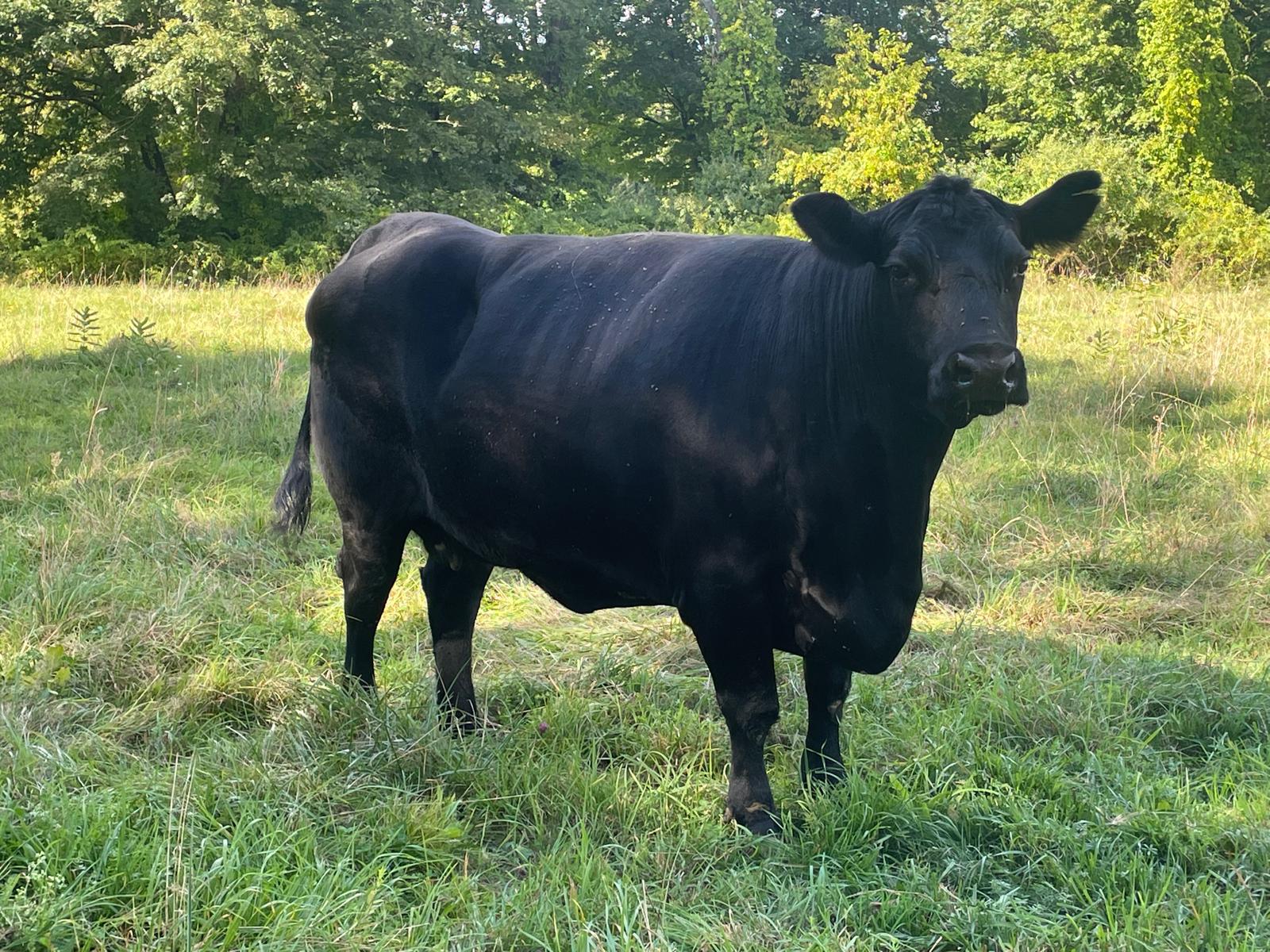 2 Healthy Black Angus Cross Heifers for sale – $3,900 (New Milford, CT)