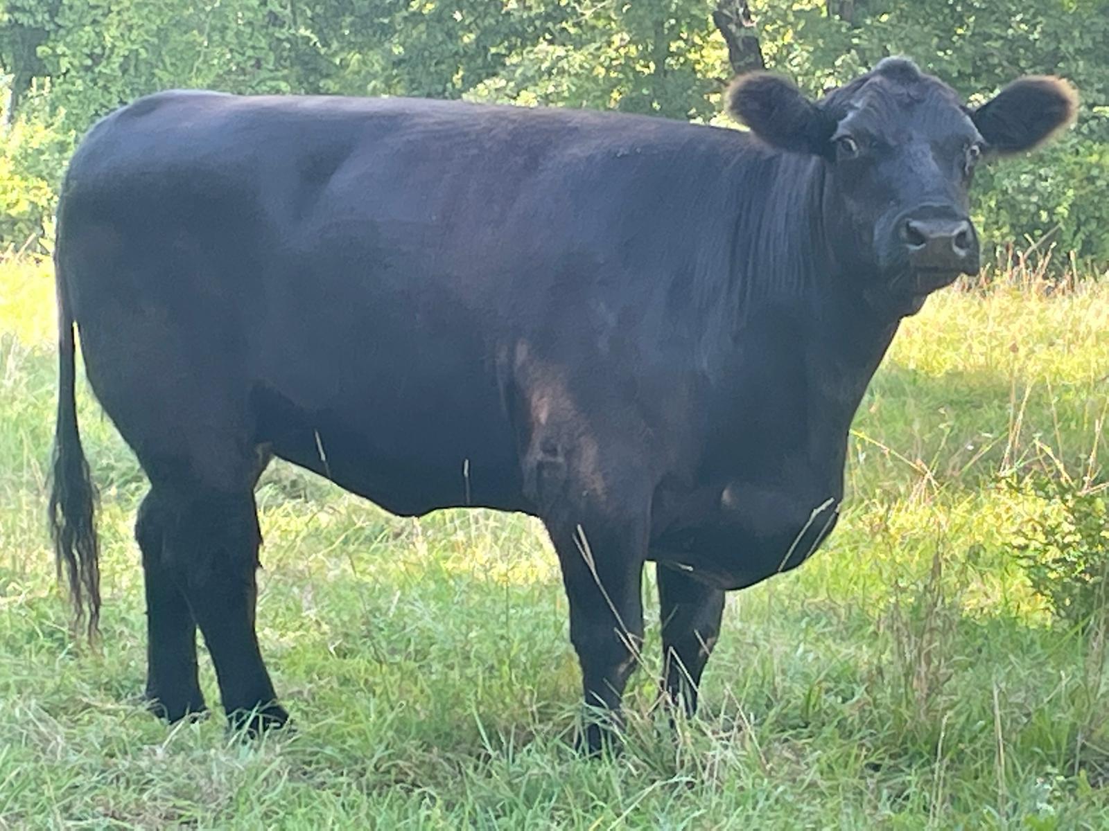 2 Healthy Black Angus Cross Heifers for sale – $3,900 (New Milford, CT)