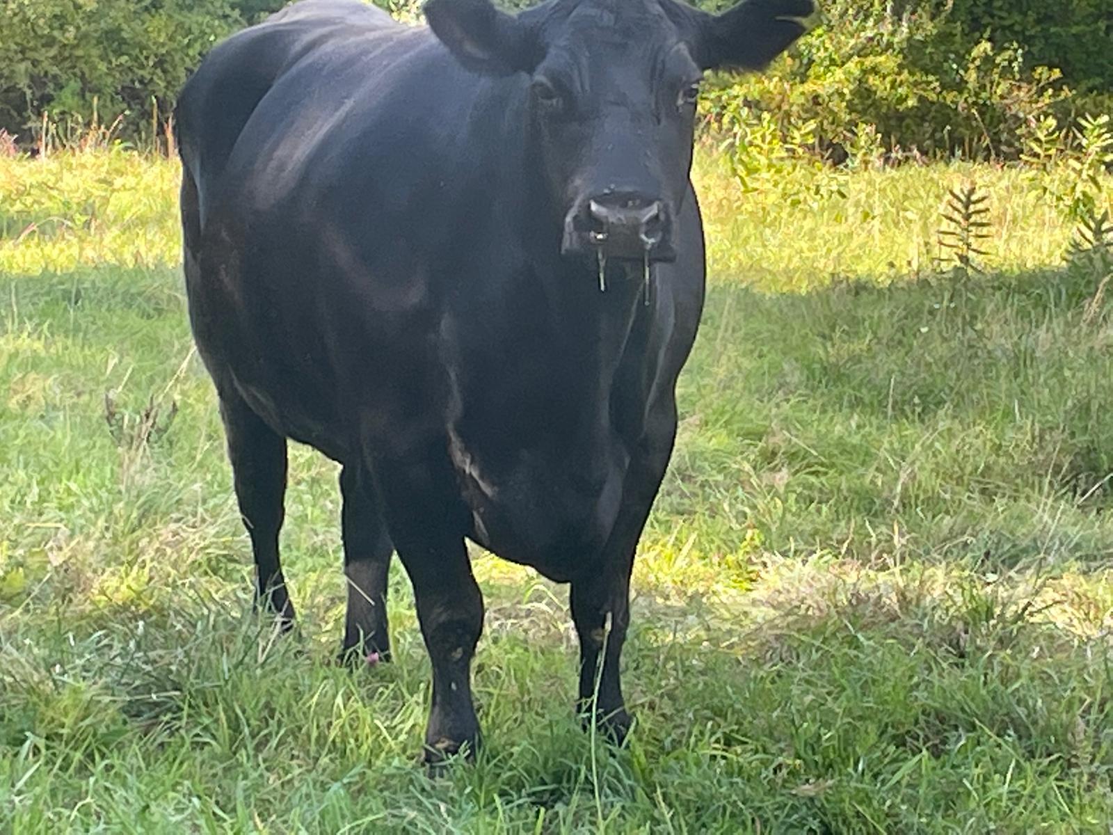 2 Healthy Black Angus Cross Heifers for sale – $3,900 (New Milford, CT)