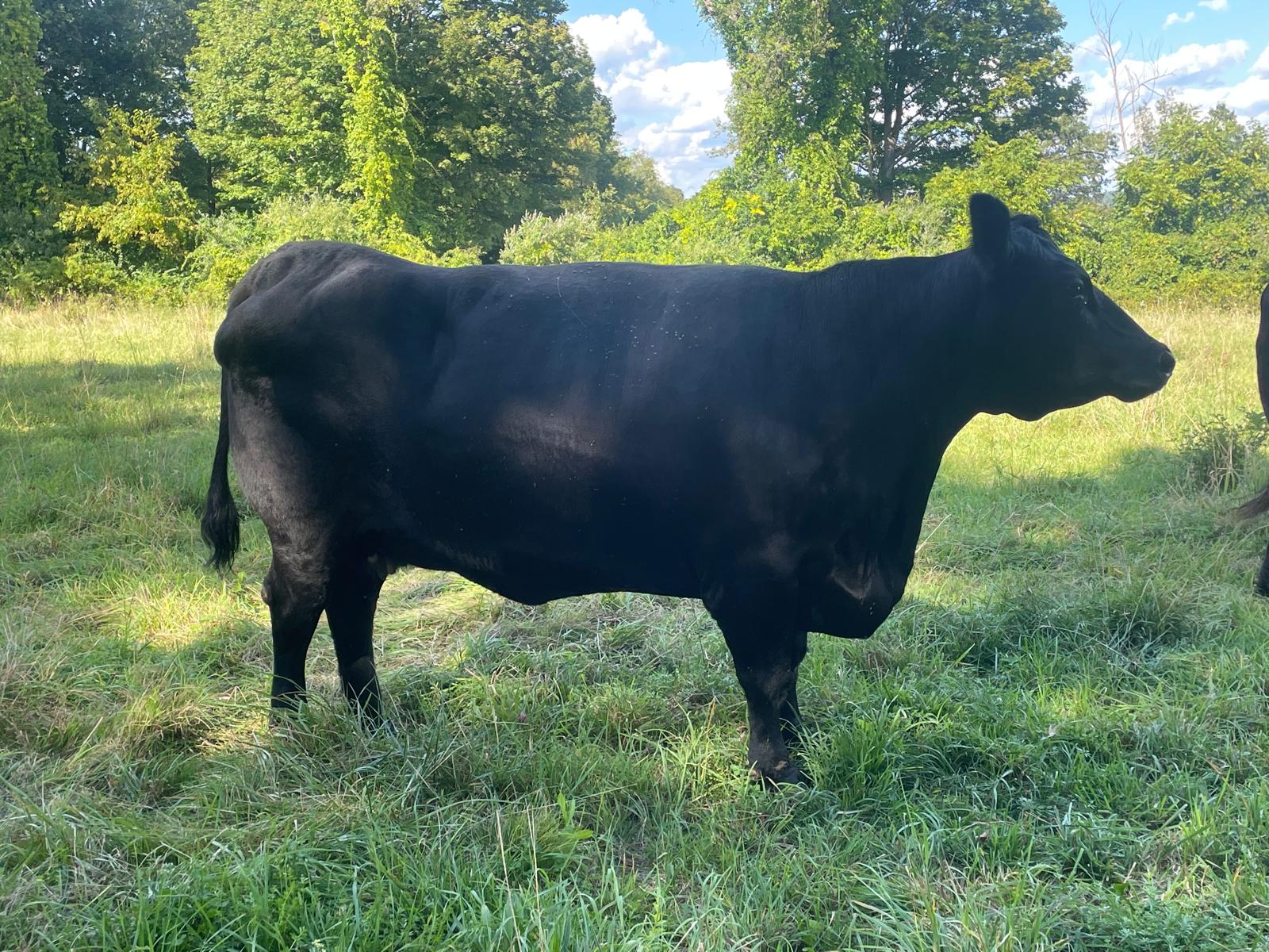 2 Healthy Black Angus Cross Heifers for sale – $3,900 (New Milford, CT)