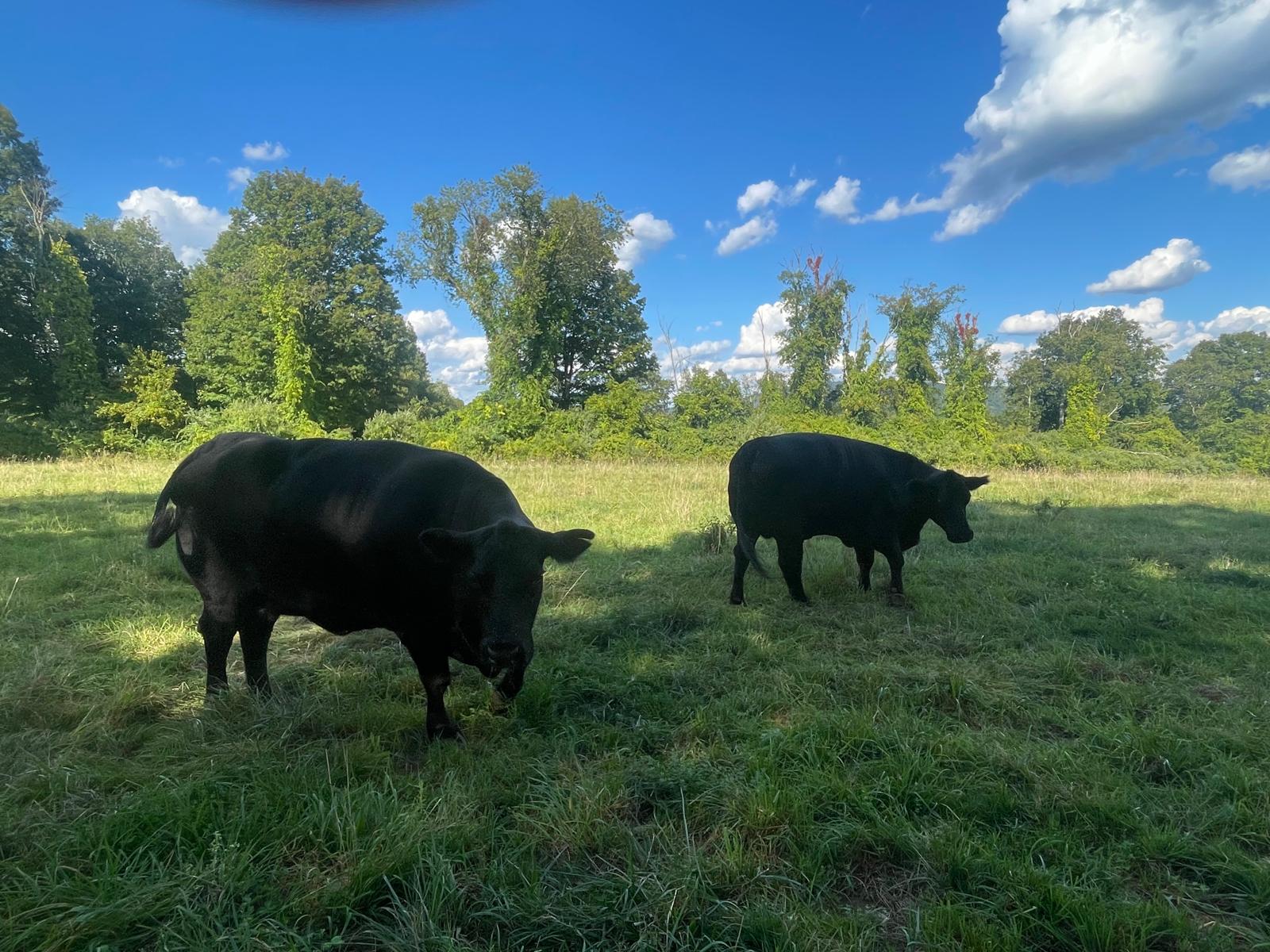 2 Healthy Black Angus Cross Heifers for sale – $3,900 (New Milford, CT)