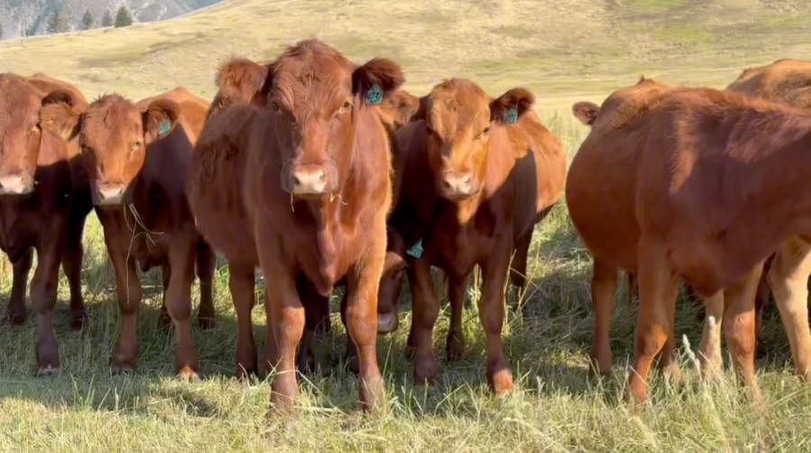 124 Red Angus Bred Heifers- BH909A5