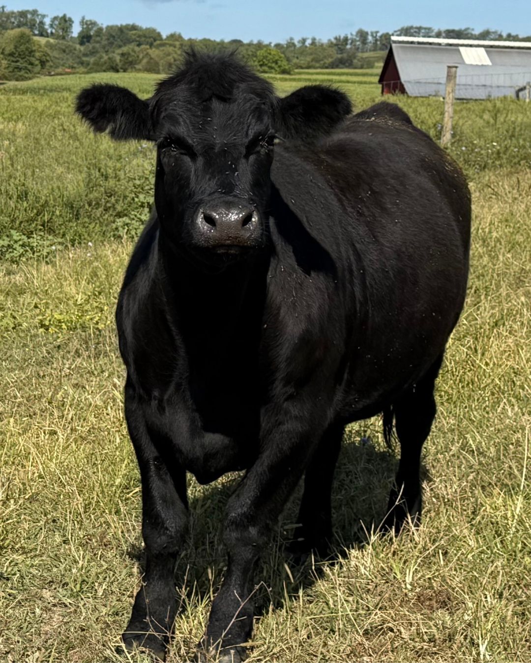 Black Angus Steers