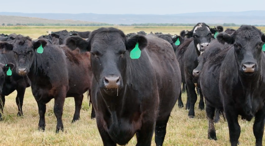 100 hd of Black Angus & Baldy- BH910C5