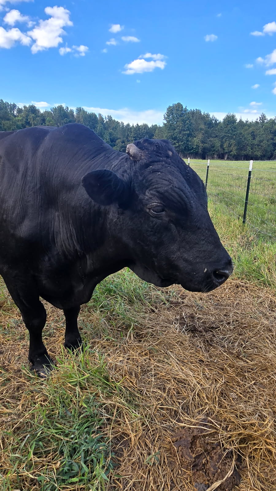 Registered Fullblood Black Wagyu Bull