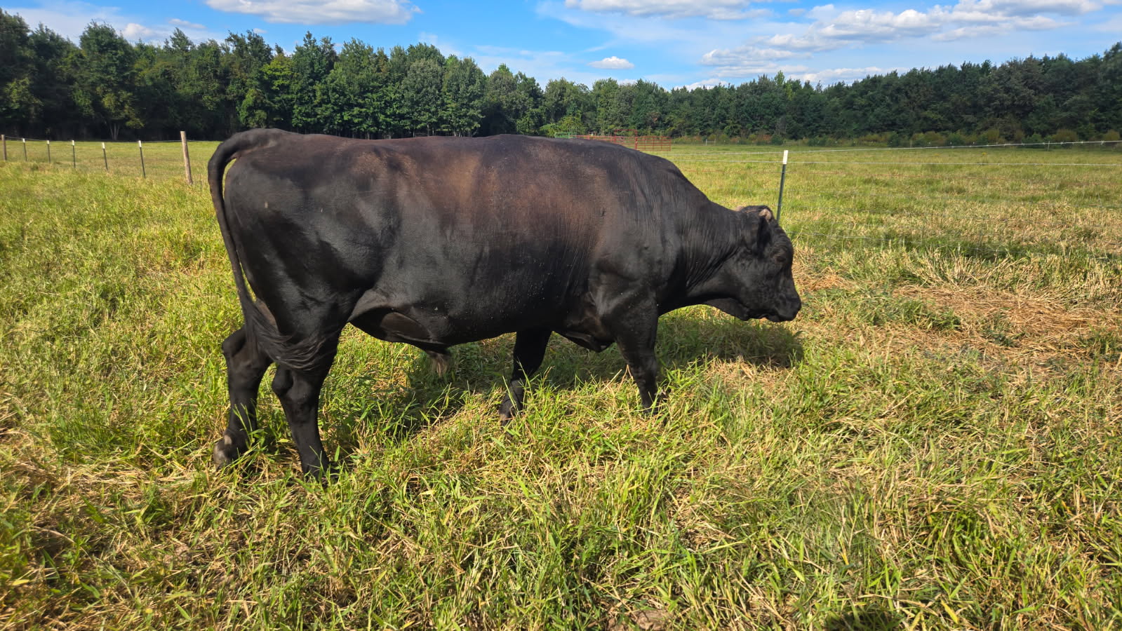 Registered Fullblood Black Wagyu Bull